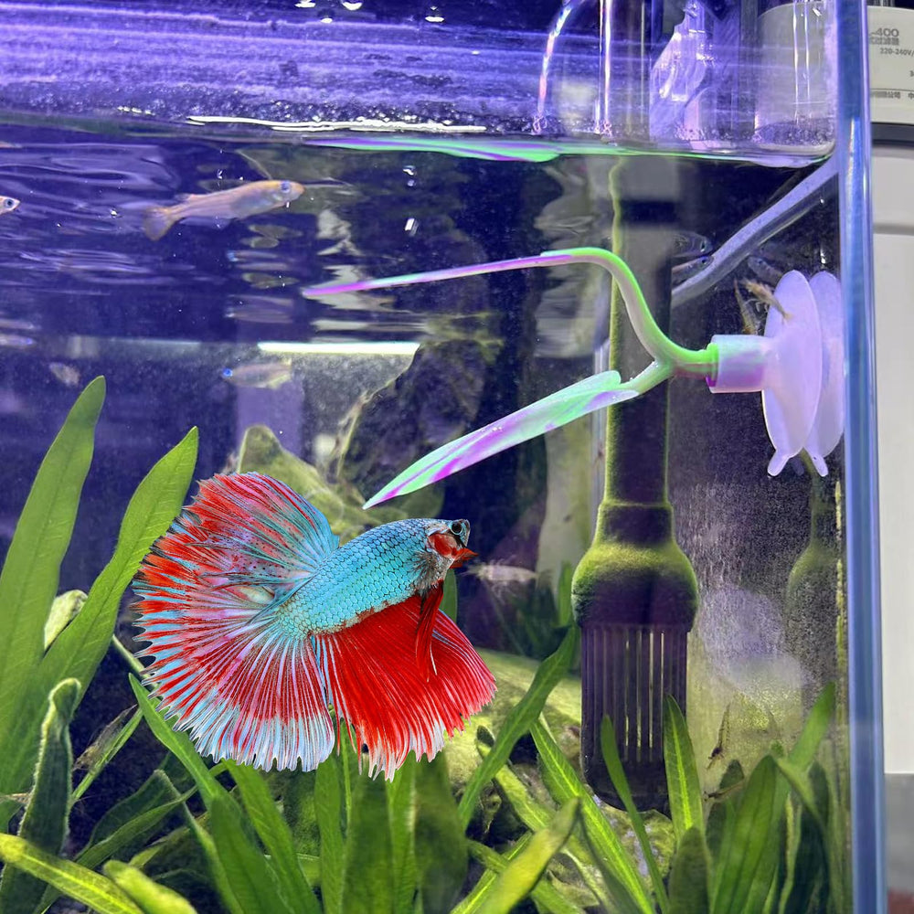 Apariencia atractiva que también sirve como decoración de acuario.