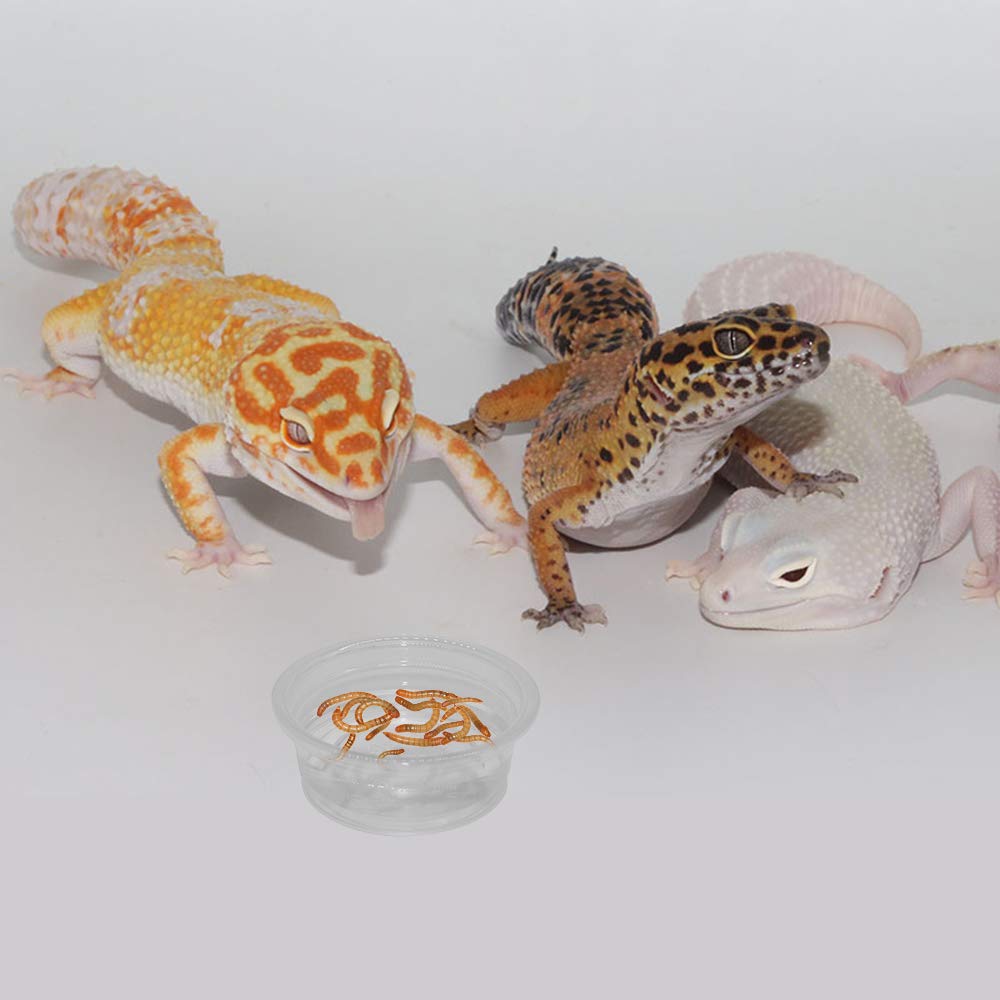 Tazas compatibles con repisa SLSON gecko para terrario.