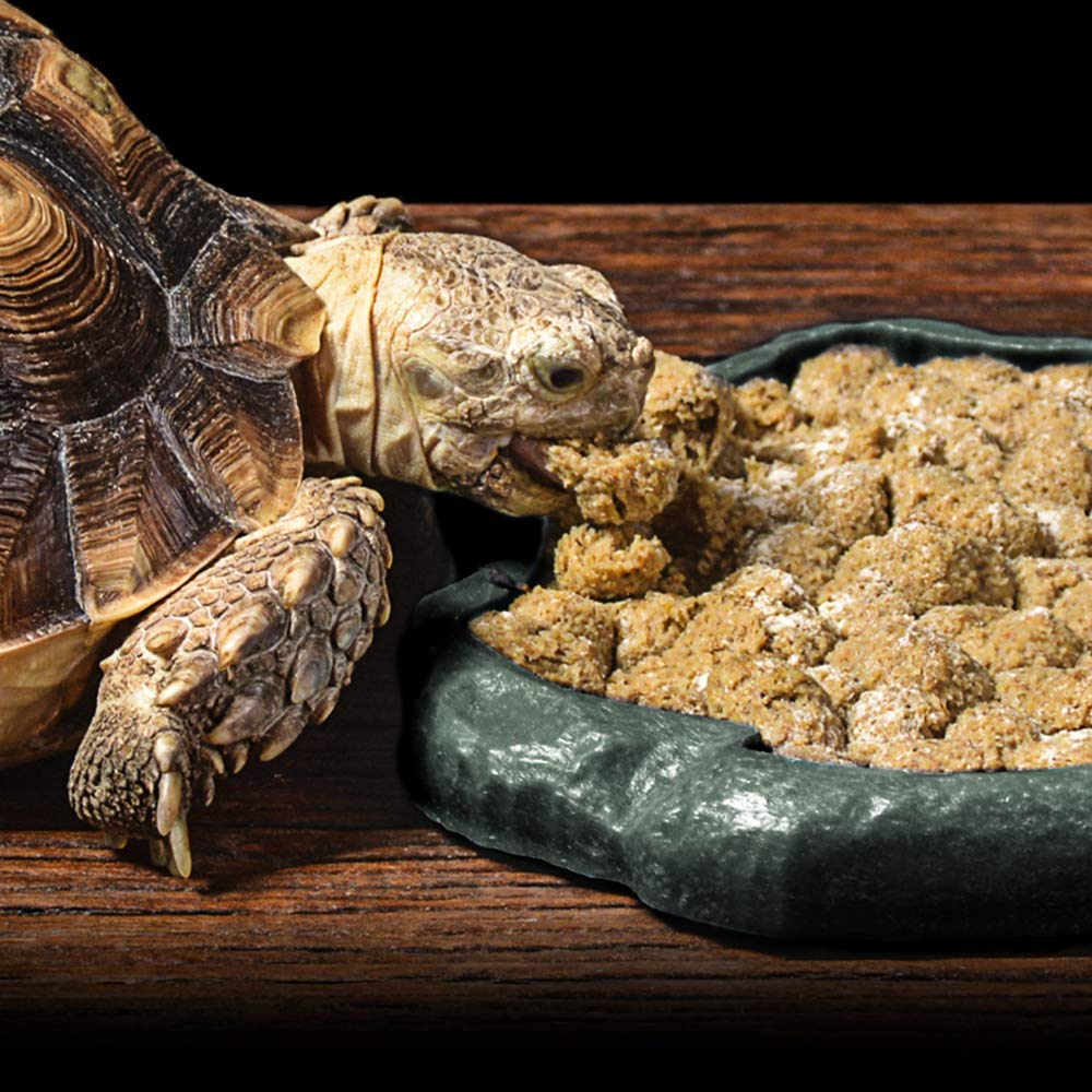 Uso multiple para reptiles pequeños, comedero o bebedero