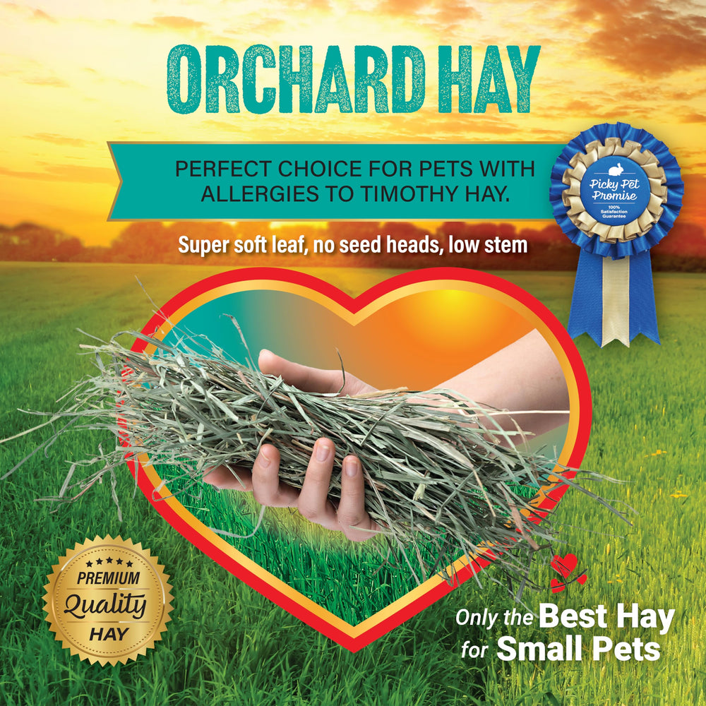 Small Pet Select heno de pasto de huerto para cobayas uso diario
