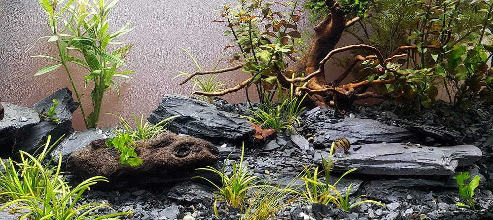 Small World Slate & Stone: muro-paludario de pizarra oscura para rincones naturales.