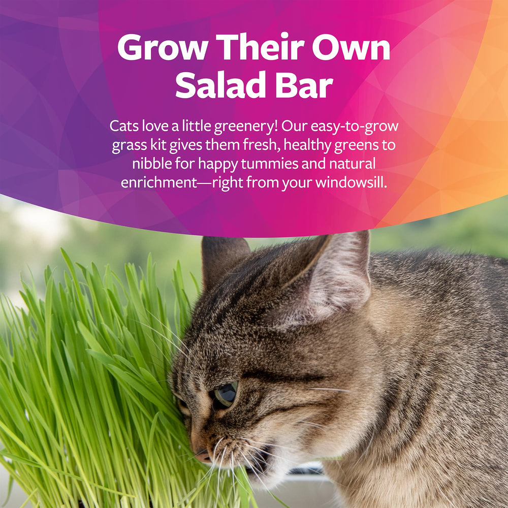 Vitaminas, minerales y clorofila en SmartyKat Sweet Greens para el bienestar felino