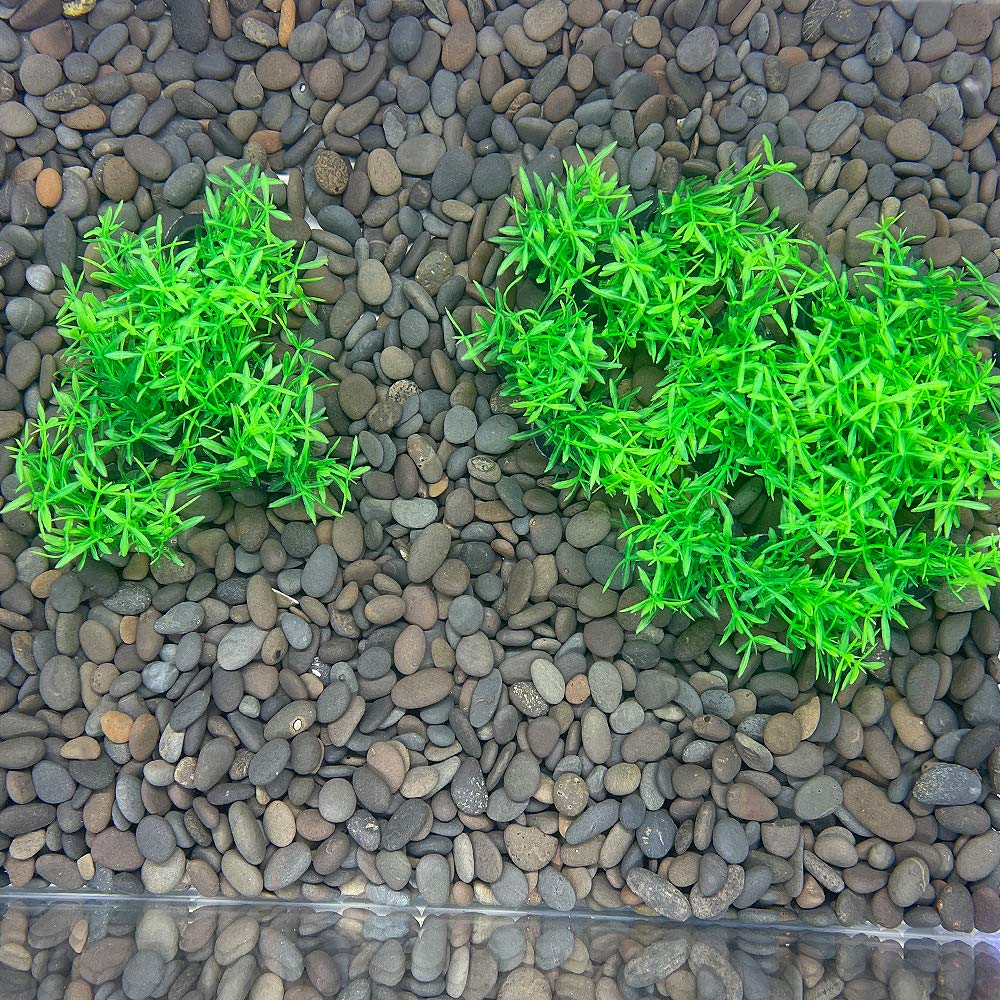 Smoothedo-Pets planta decorativa verde, detalle de hojas para acuario