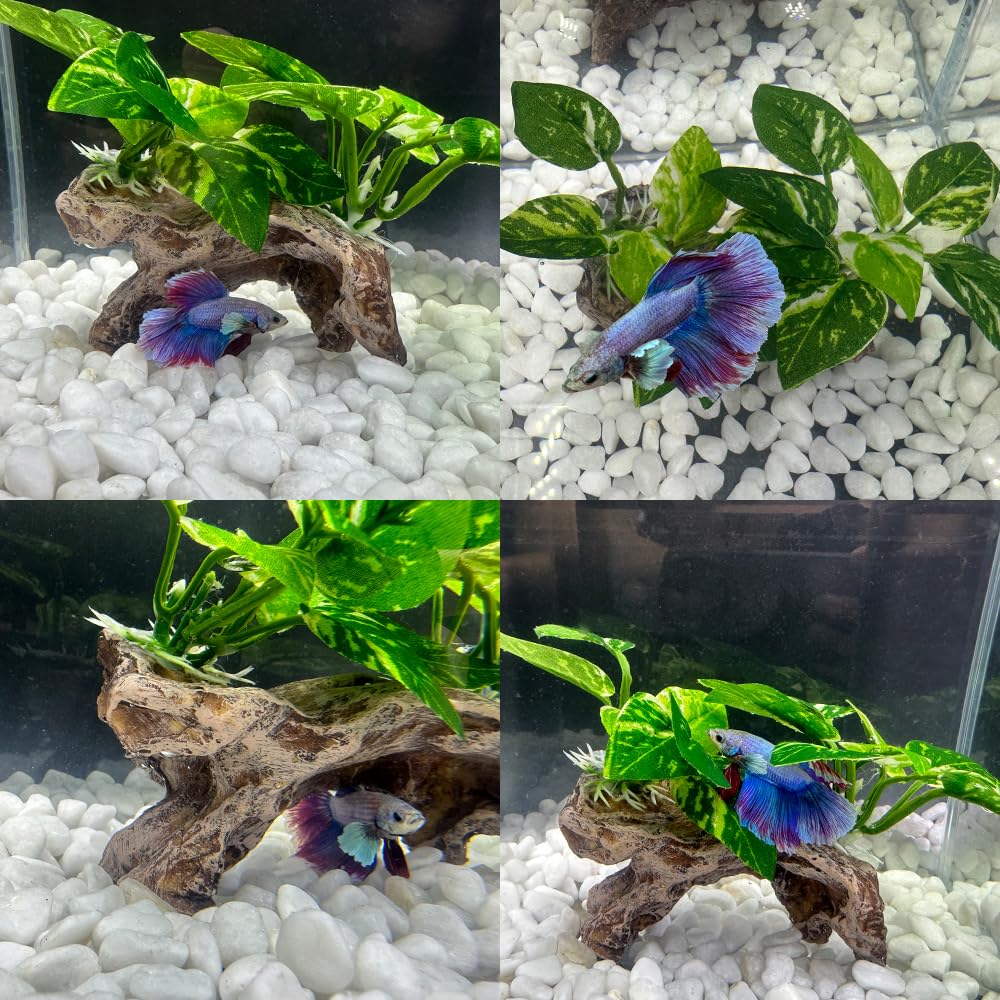 Smoothedo-Pets pecera con ornamentos: combinación fácil con otros adornos