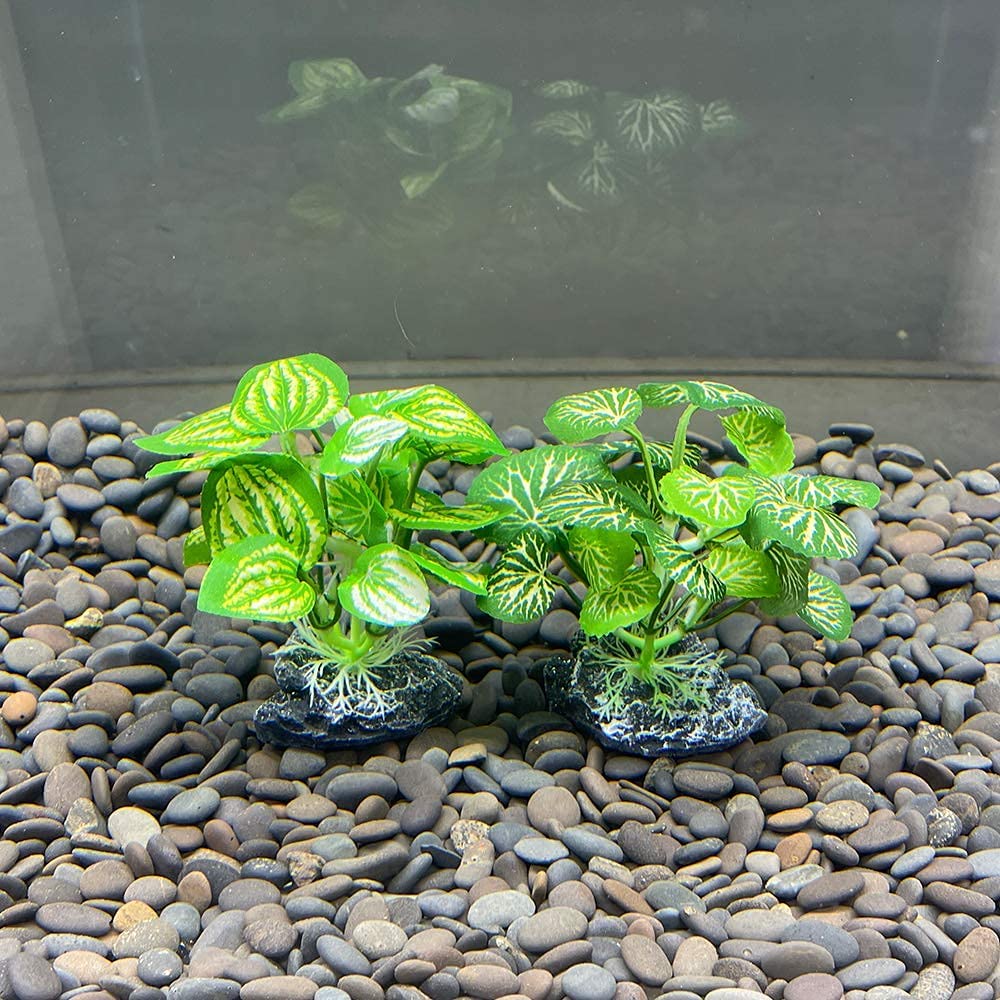 Planta ornamental Smoothedo-Pets verde añade contraste al acuario