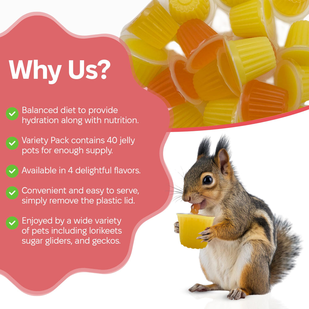 Snout y Shell: snack gelatinoso para hidratación y nutrición de mascotas pequeñas.