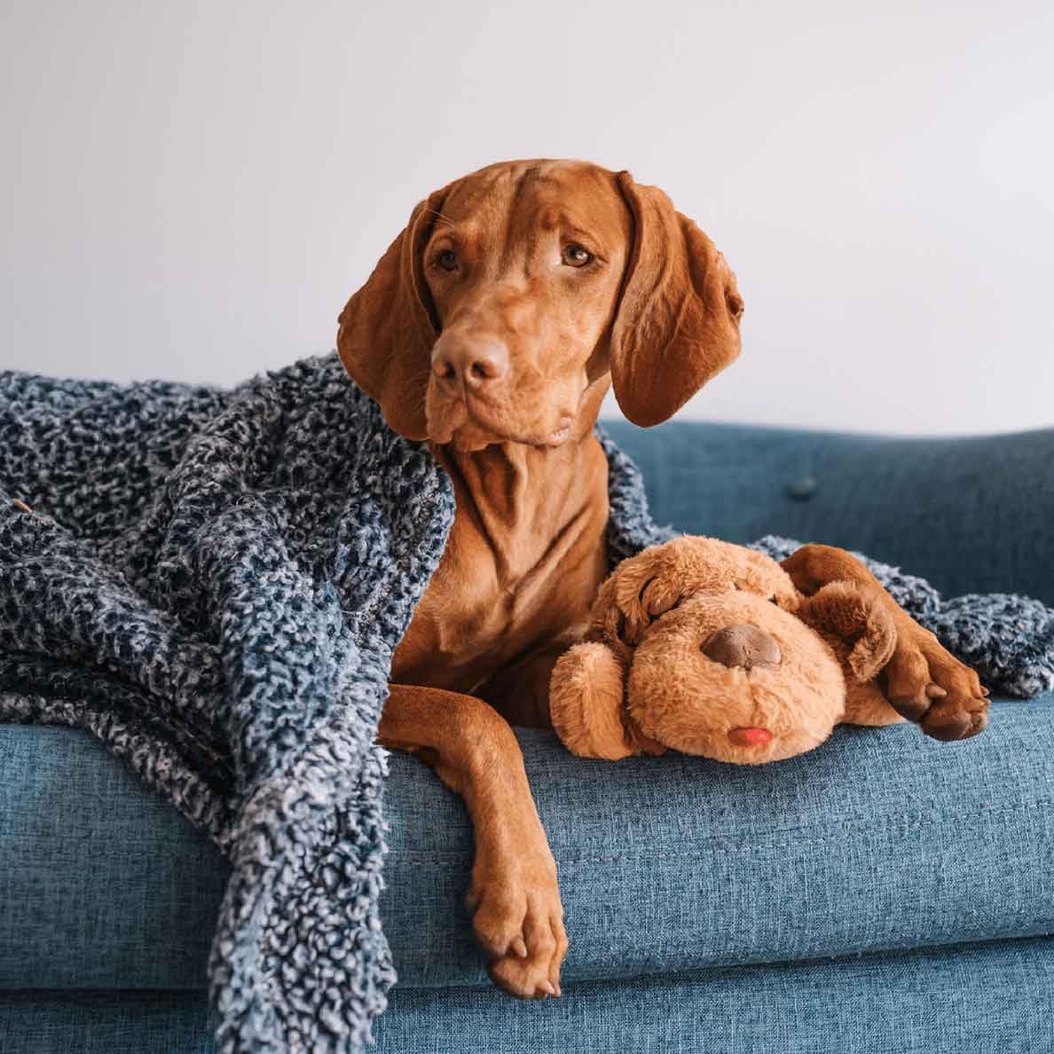 Snuggle Puppy Adicional con activación por movimiento para calma diaria