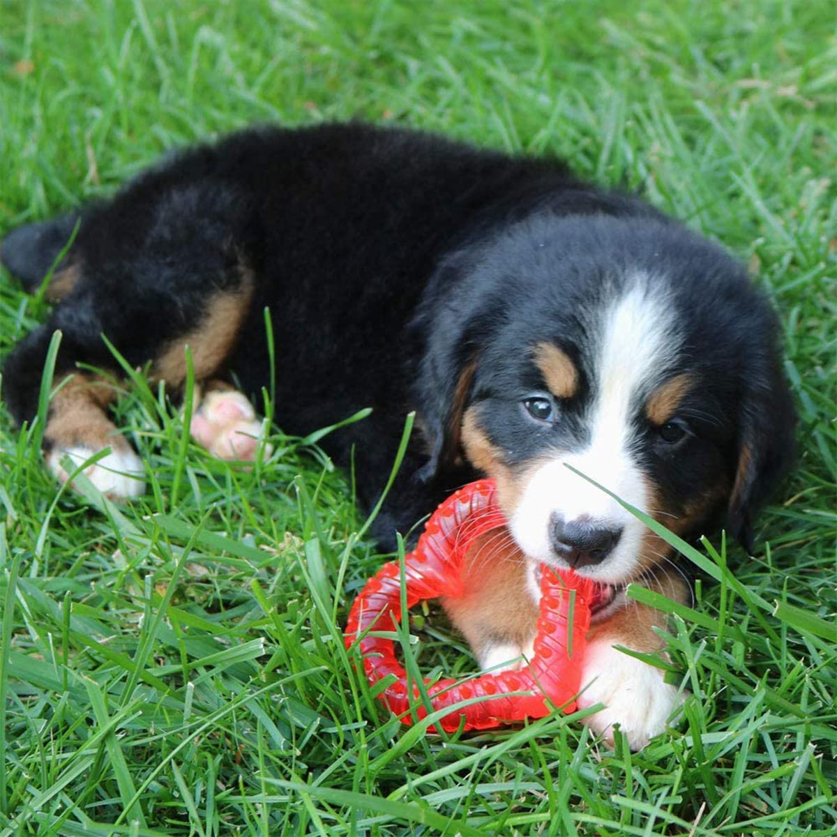 Kit completo Snuggle Puppy con accesorios para cachorros en casa.