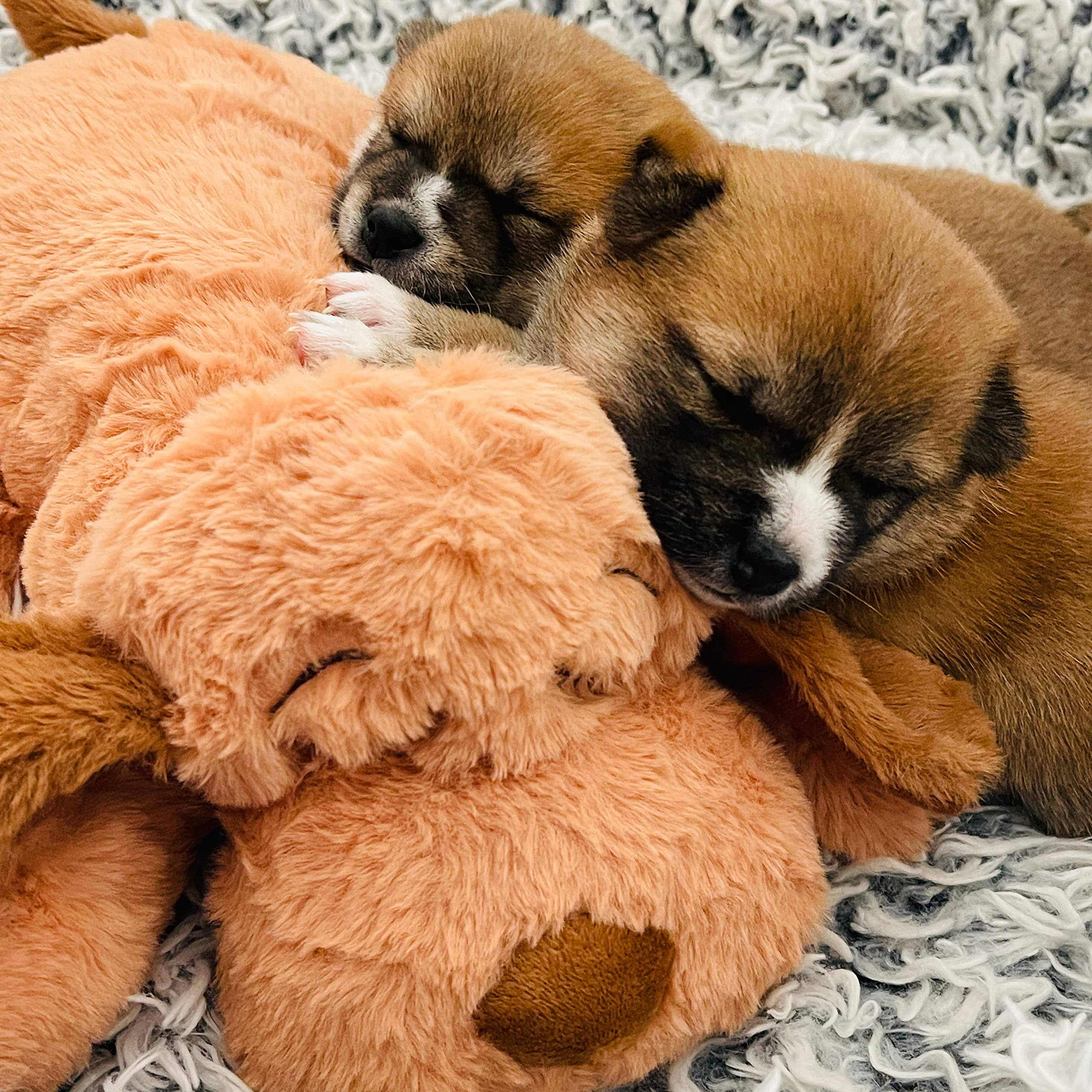 Uso diario de Snuggle Puppy Original Biscuit para apoyo en rutinas de sueño.
