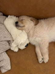 Snuggle Puppy Original: calma la ansiedad nocturna del perro con latido y calor suave.