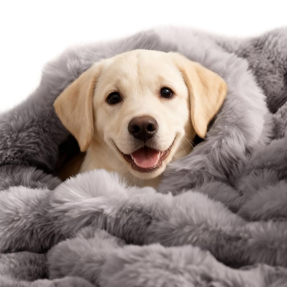 Manta auto-calentante SOMAHE para perros en sala, ideal para confort en casa