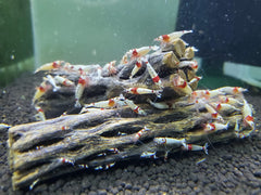 SoShrimp cholla con hendiduras, refugio para camarones y exploración segura.