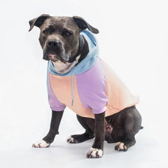 Sudadera para perros Spark Paws, vista frontal, comodidad y libertad de movimiento.