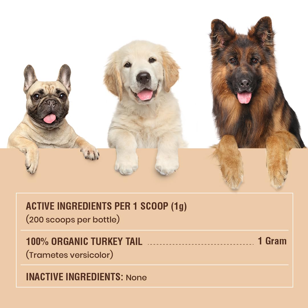 Special Breed hongo cola de pavo polvo: elaborado en EE. UU. con GMP.