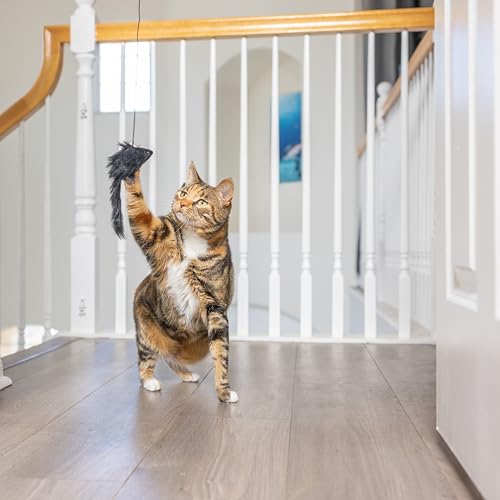SPOT A-Door-Able juguete interactivo para gatos en acción