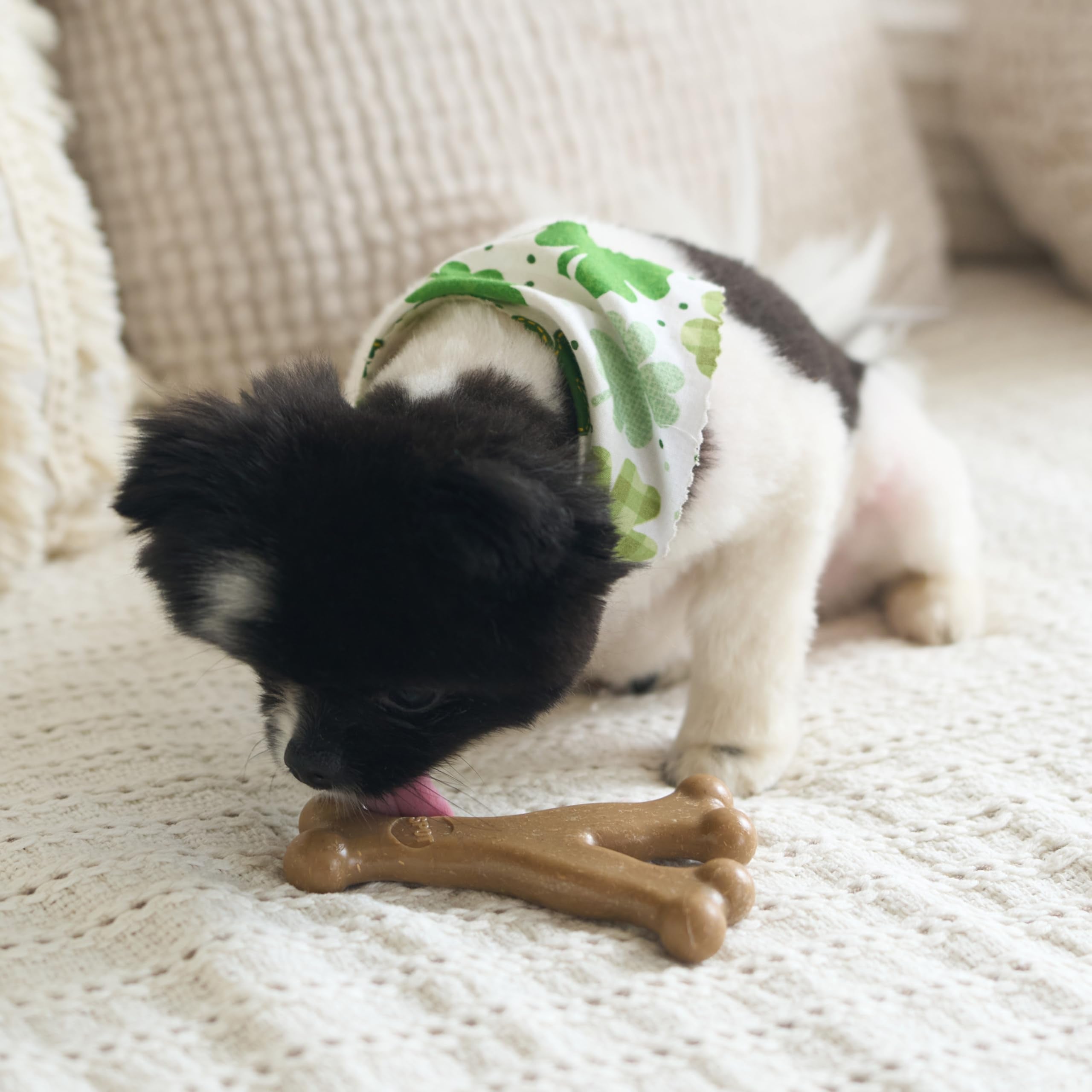 SPOT Bam-Bones ideal para cachorros con dentición en desarrollo