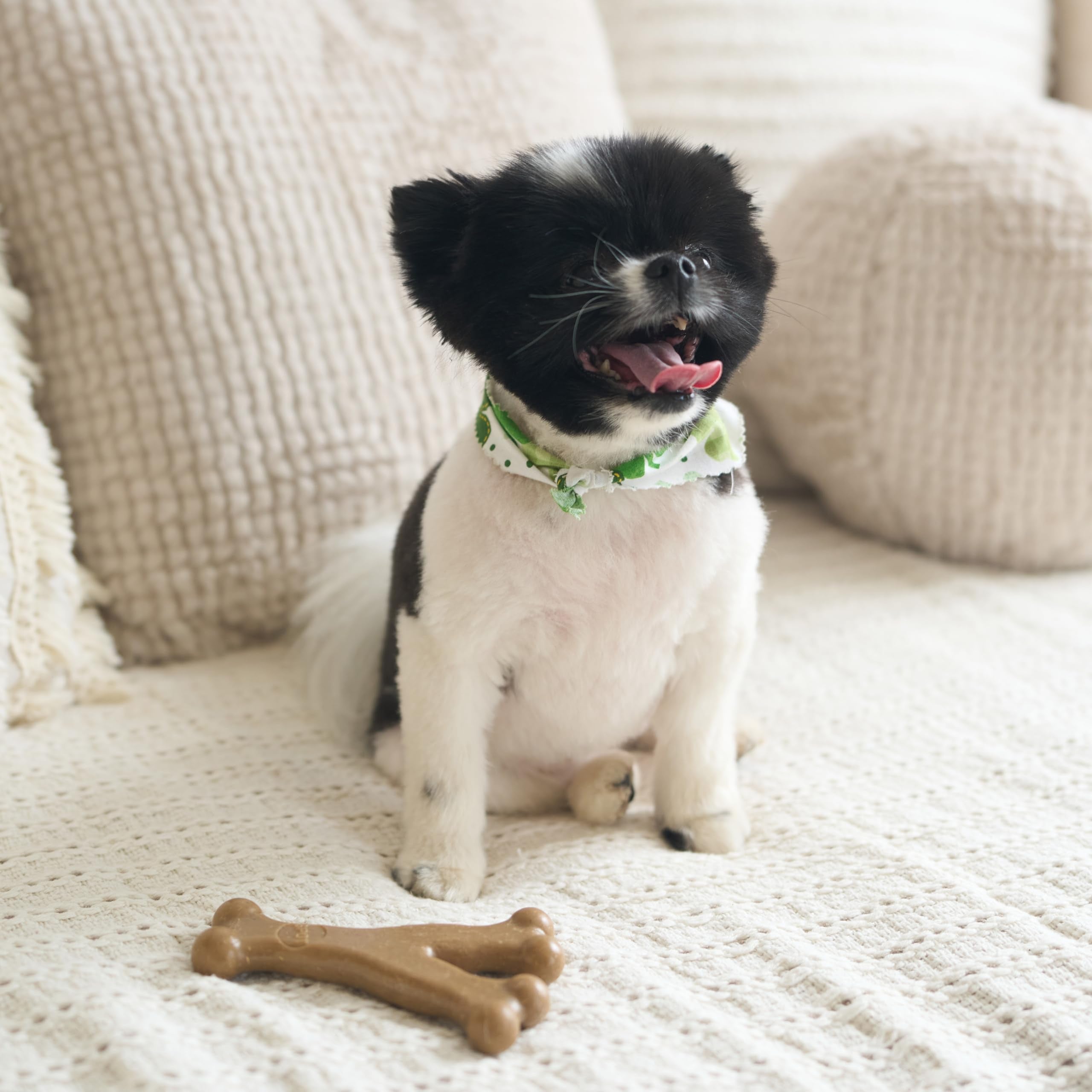 SPOT Bam-Bones favorece la limpieza dental durante la masticación