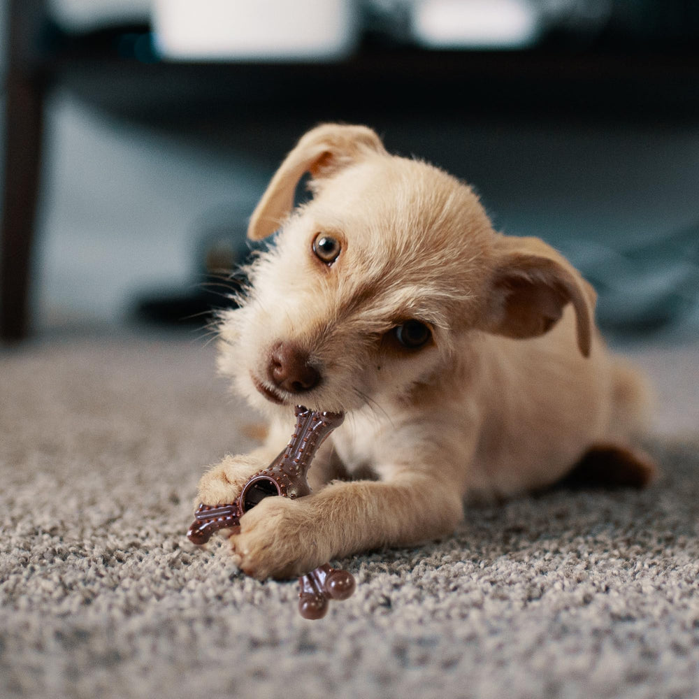 SPOT Bam-Bones Plus tiene centro hueco para premios, ideal para interacciones.