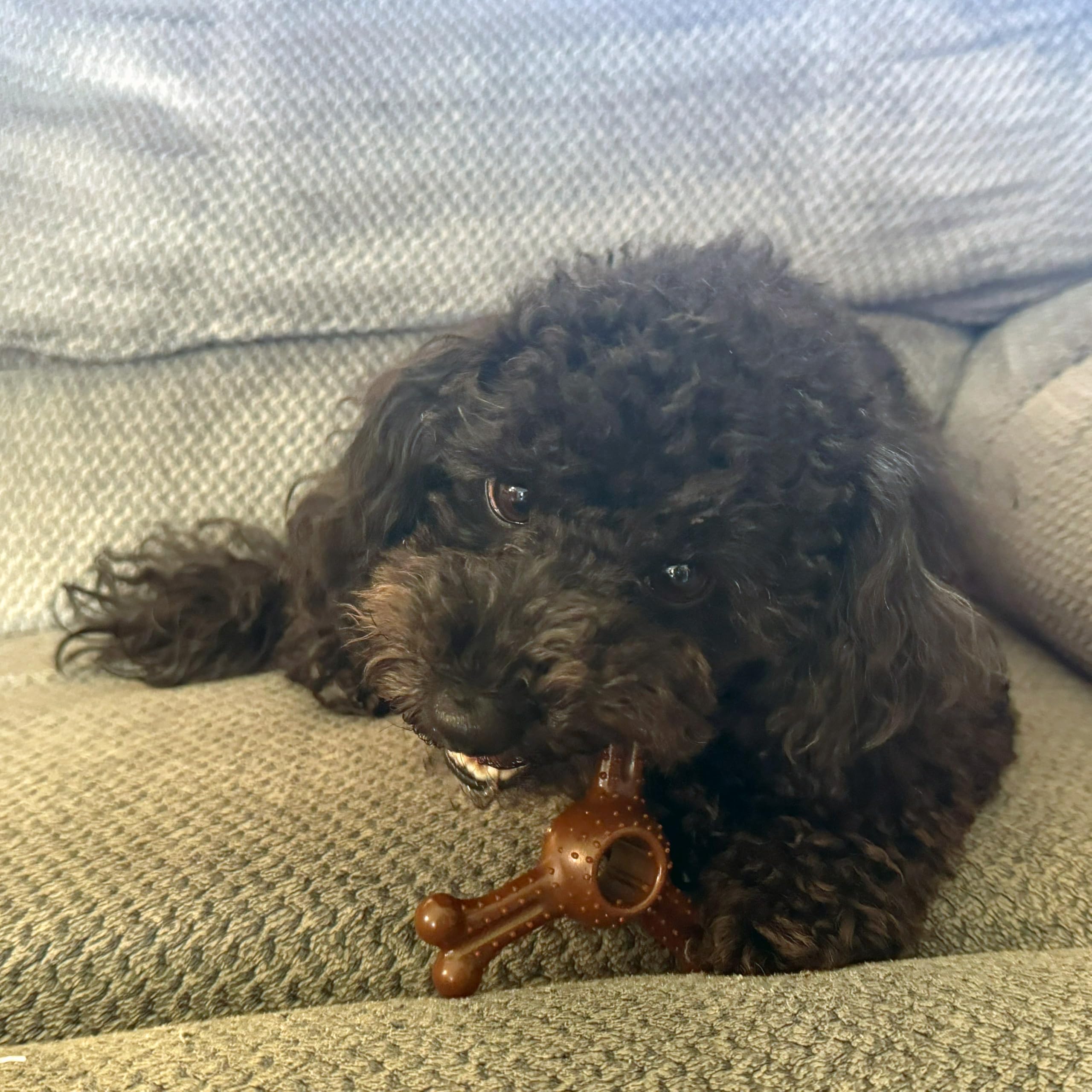 SPOT Bam-Bones Plus invita a juegos de fetch y entretenimiento interactivo.