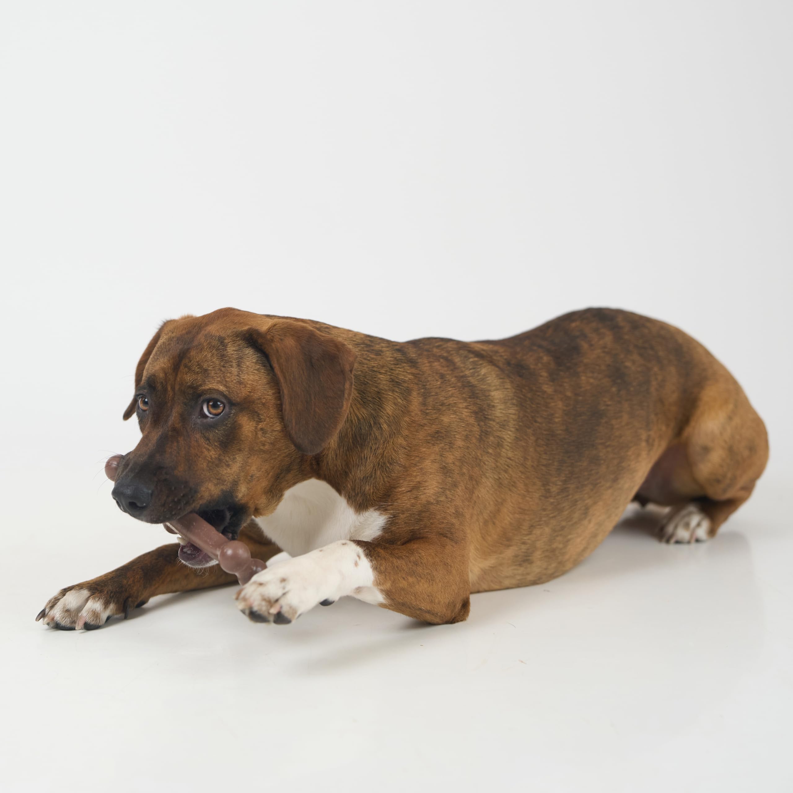 SPOT Bam-Bones tamaño mediano para perros de masticación moderada