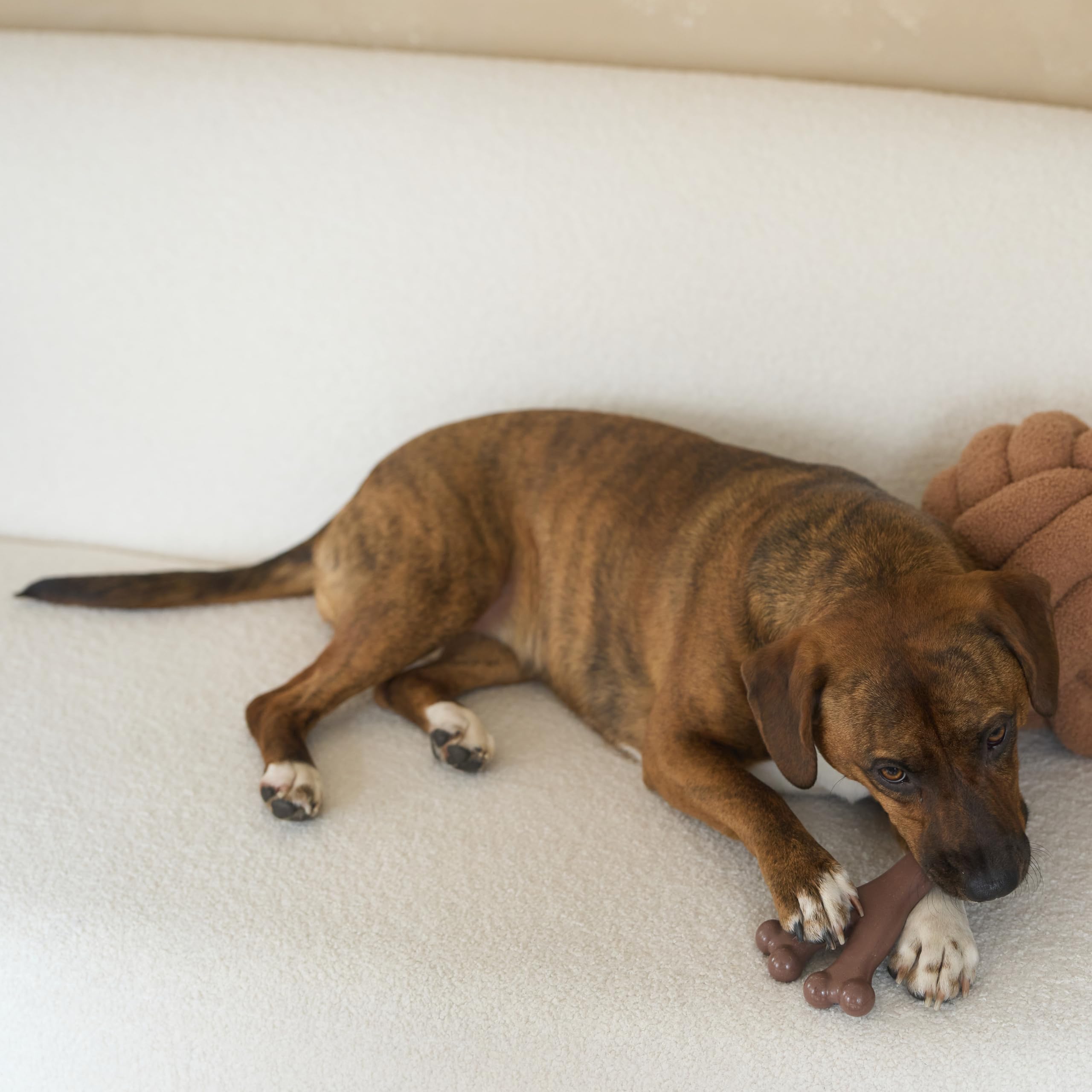 SPOT Bam-Bones apto para cachorros y perros adultos