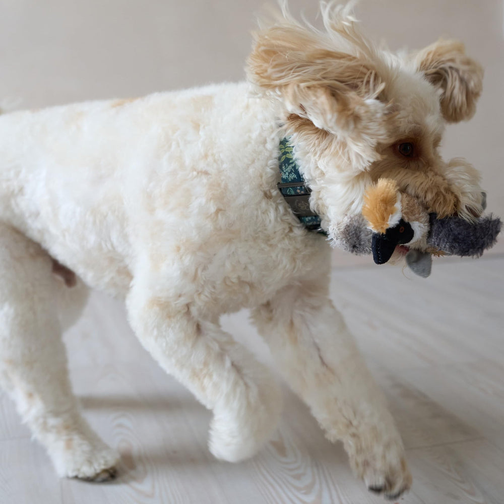 SPOT Bird Calls apto para perros pequeños y medianos