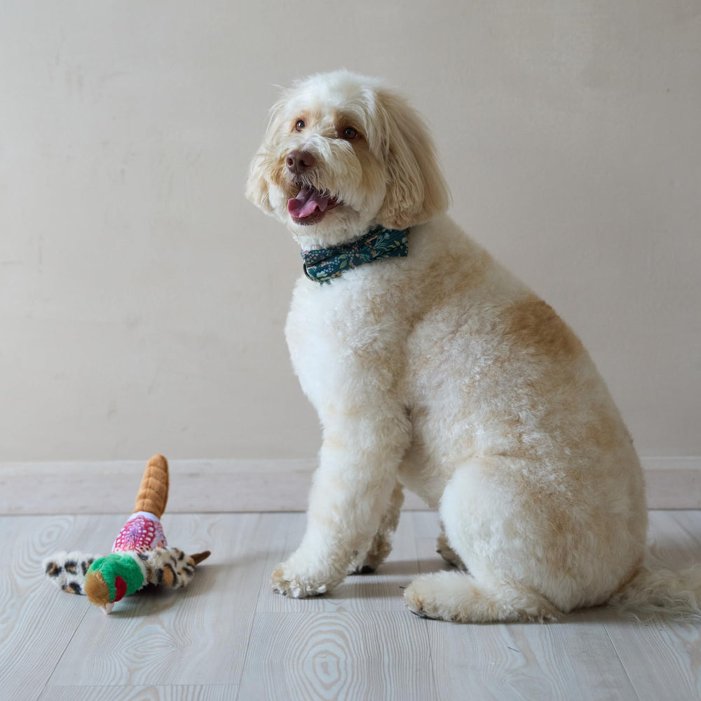 SPOT Bird Calls ideal para juegos en interiores