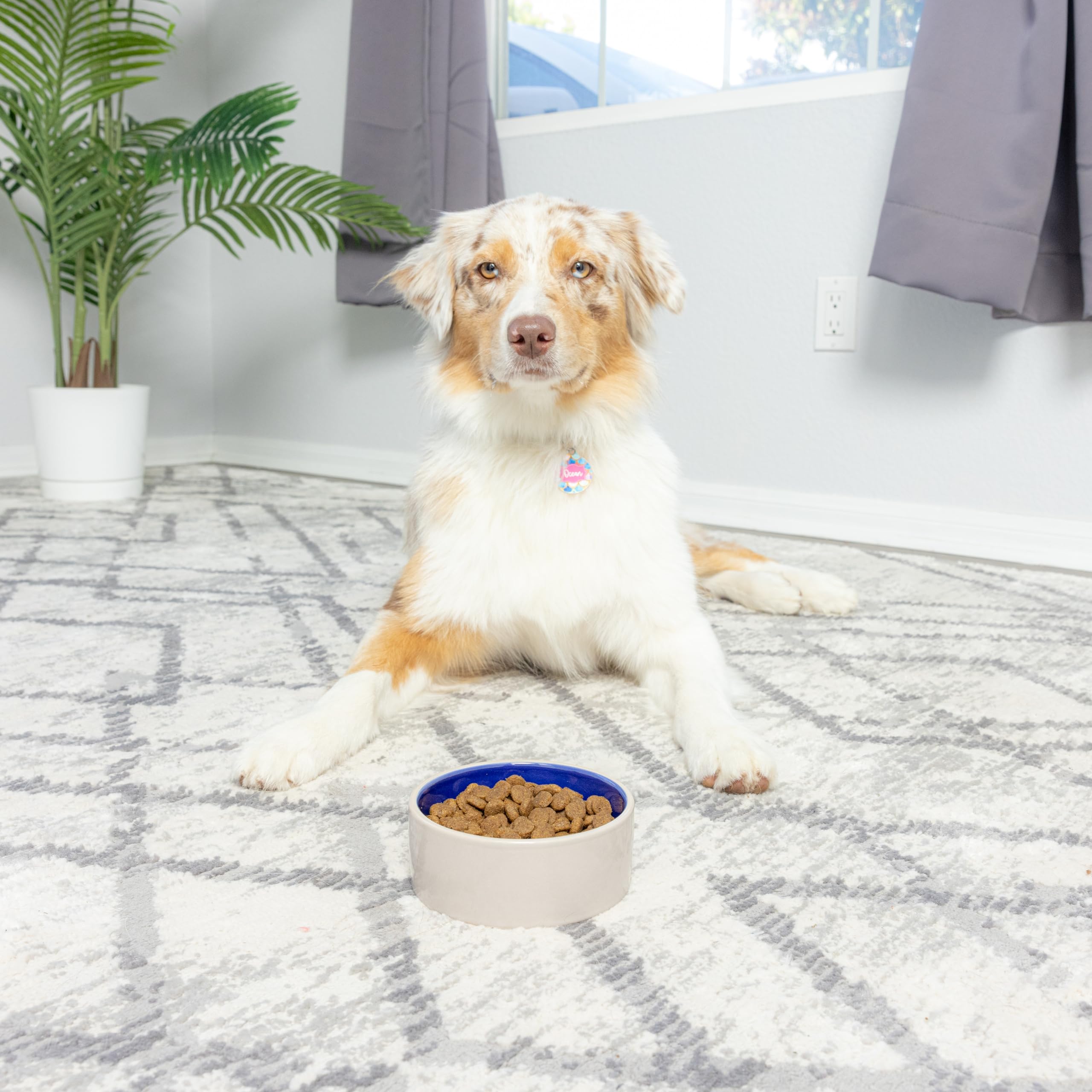 SPOT cuenco cerámico apto para gatos y perros pequeños