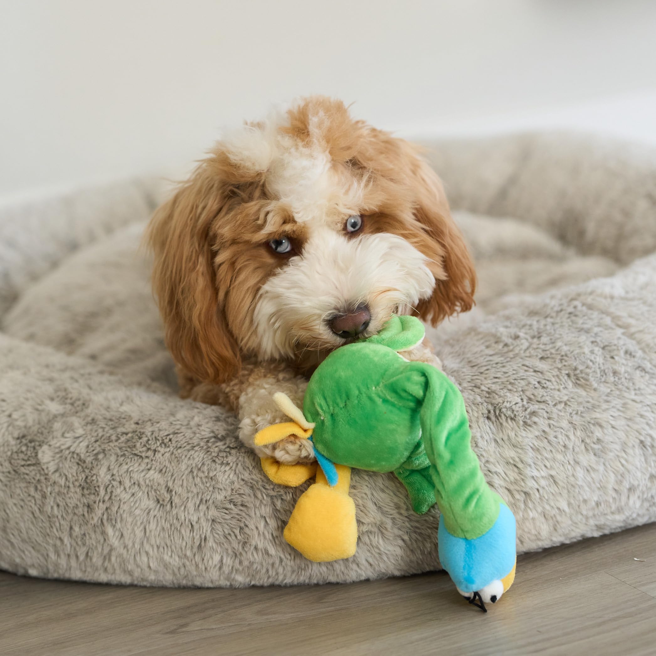 SPOT Chirpies colores surtidos para variedad y curiosidad