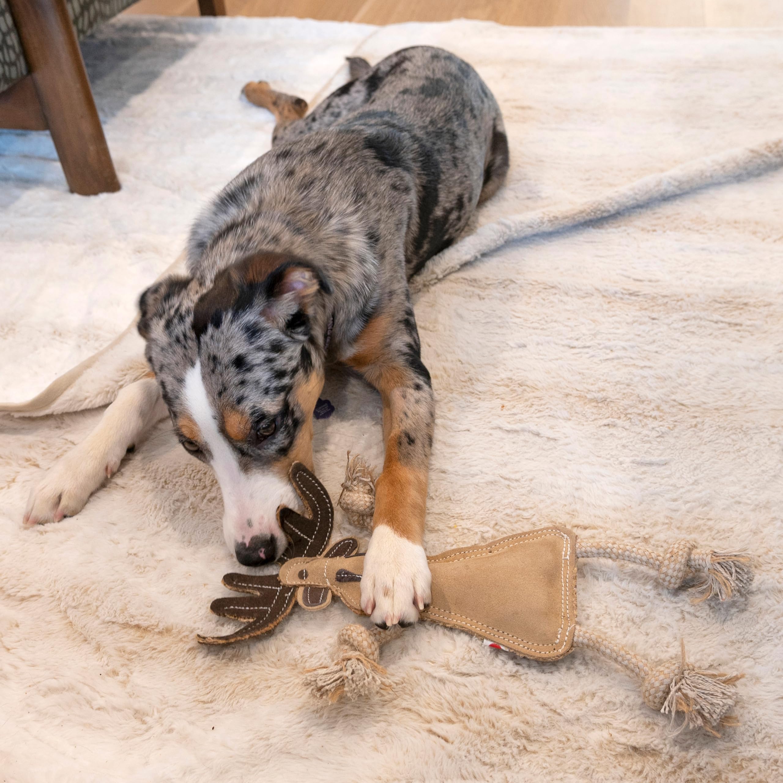 SPOT Dura-Fused Leather catorce-pulgadas: tamaño ideal para perros medianos.