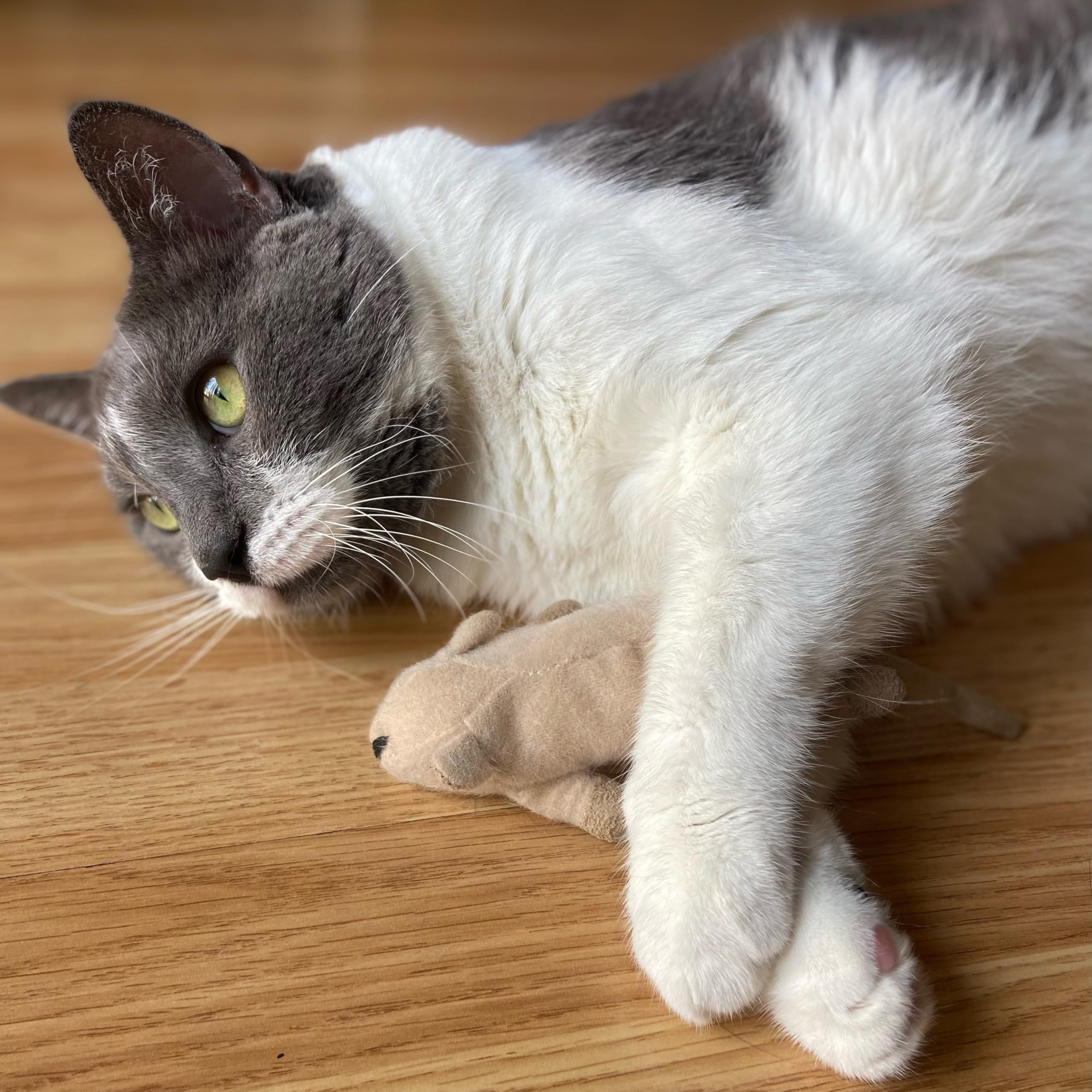 SPOT Frankie: mejora la actividad diaria del gato