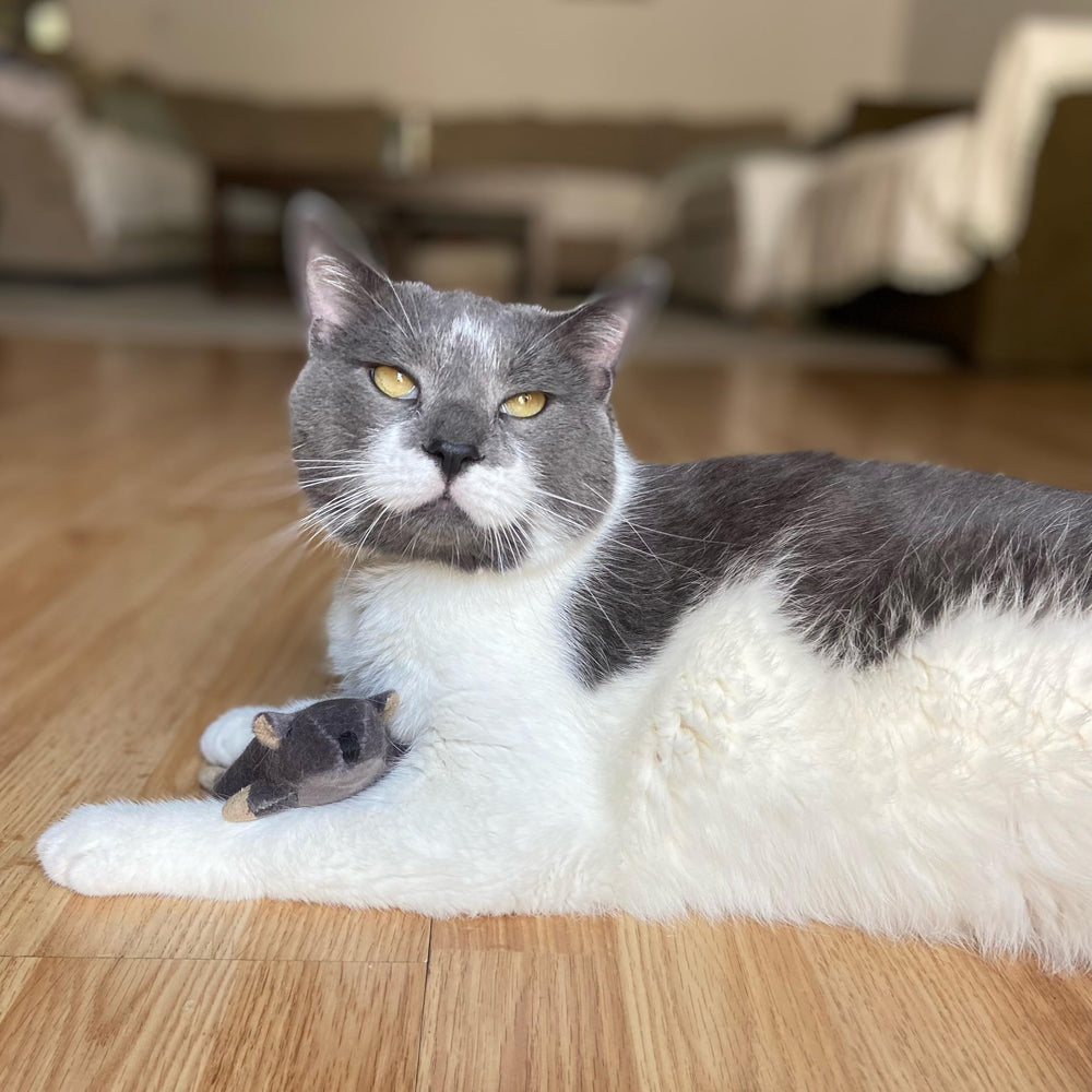 SPOT Frankie: seguro para gatos de todas las edades