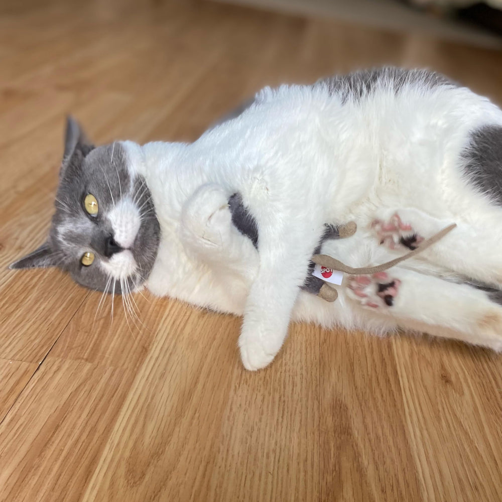 SPOT Frankie: juguetes en varios colores para gatos