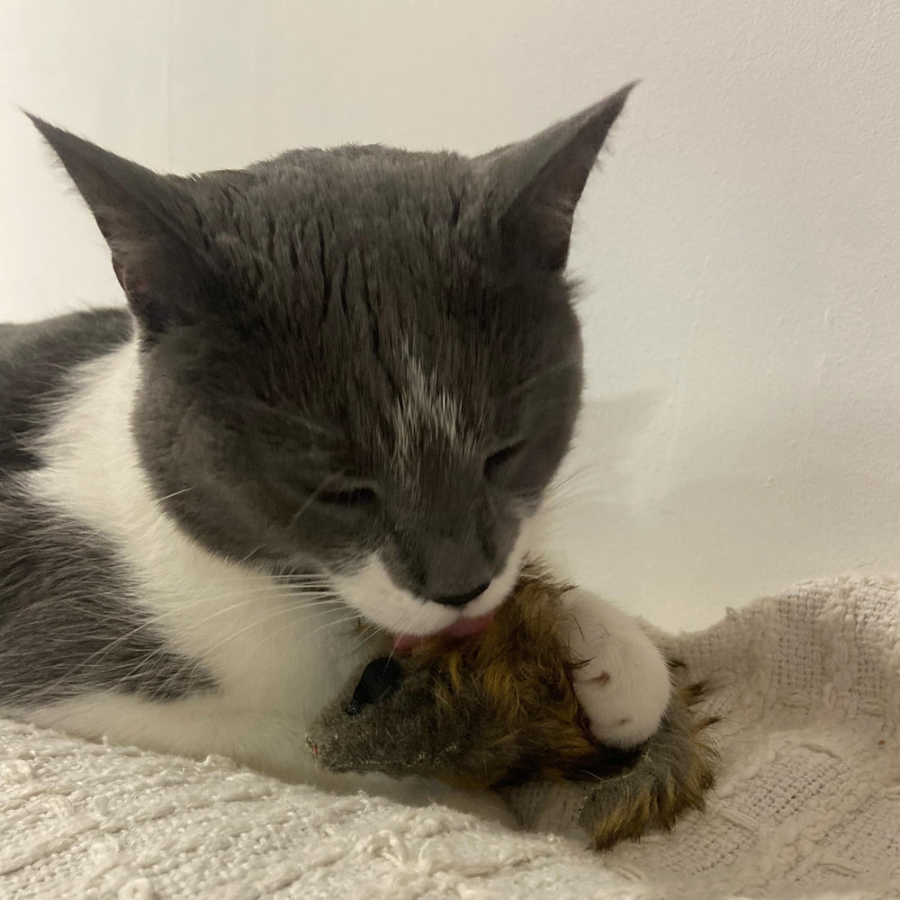 Gato jugando con SPOT ratón peluche.