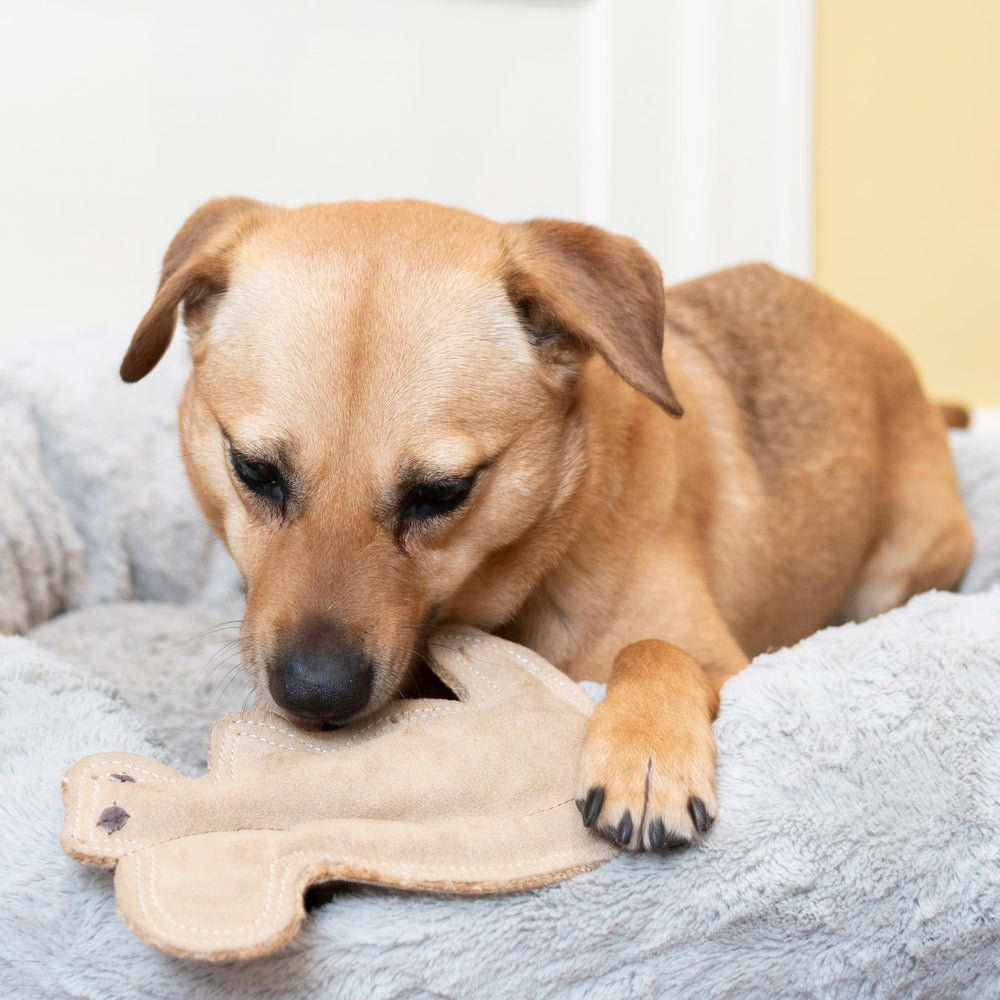 SPOT ardilla con sonido integrado para entretenimiento interactivo del perro.