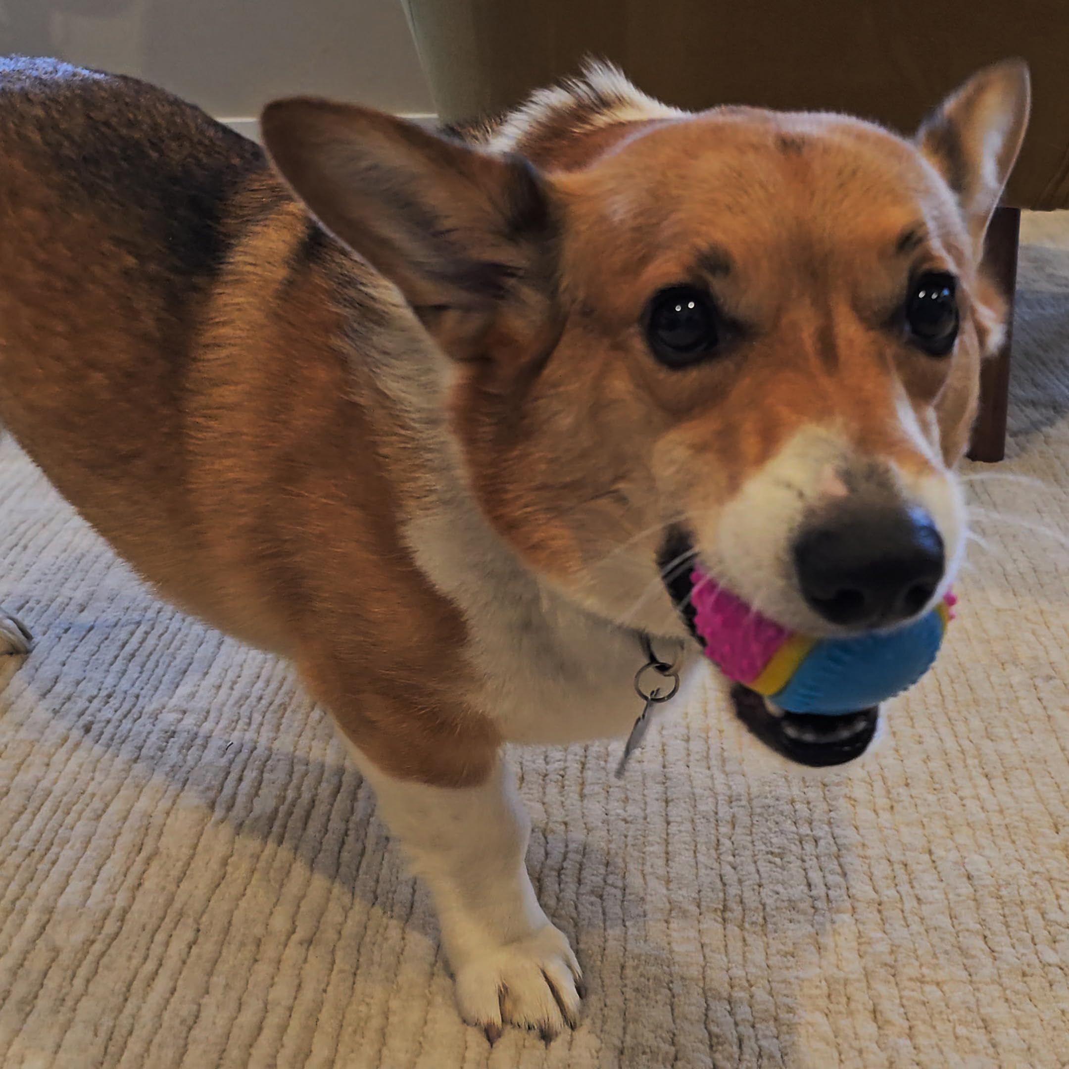SPOT Pelota Sensorial con bordes elevados para limpieza dental suave durante juegos.