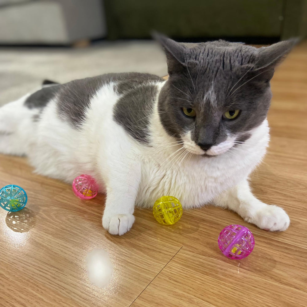 SPOT Lattice Balls para gatitos: promueven ejercicio y coordinación diaria.