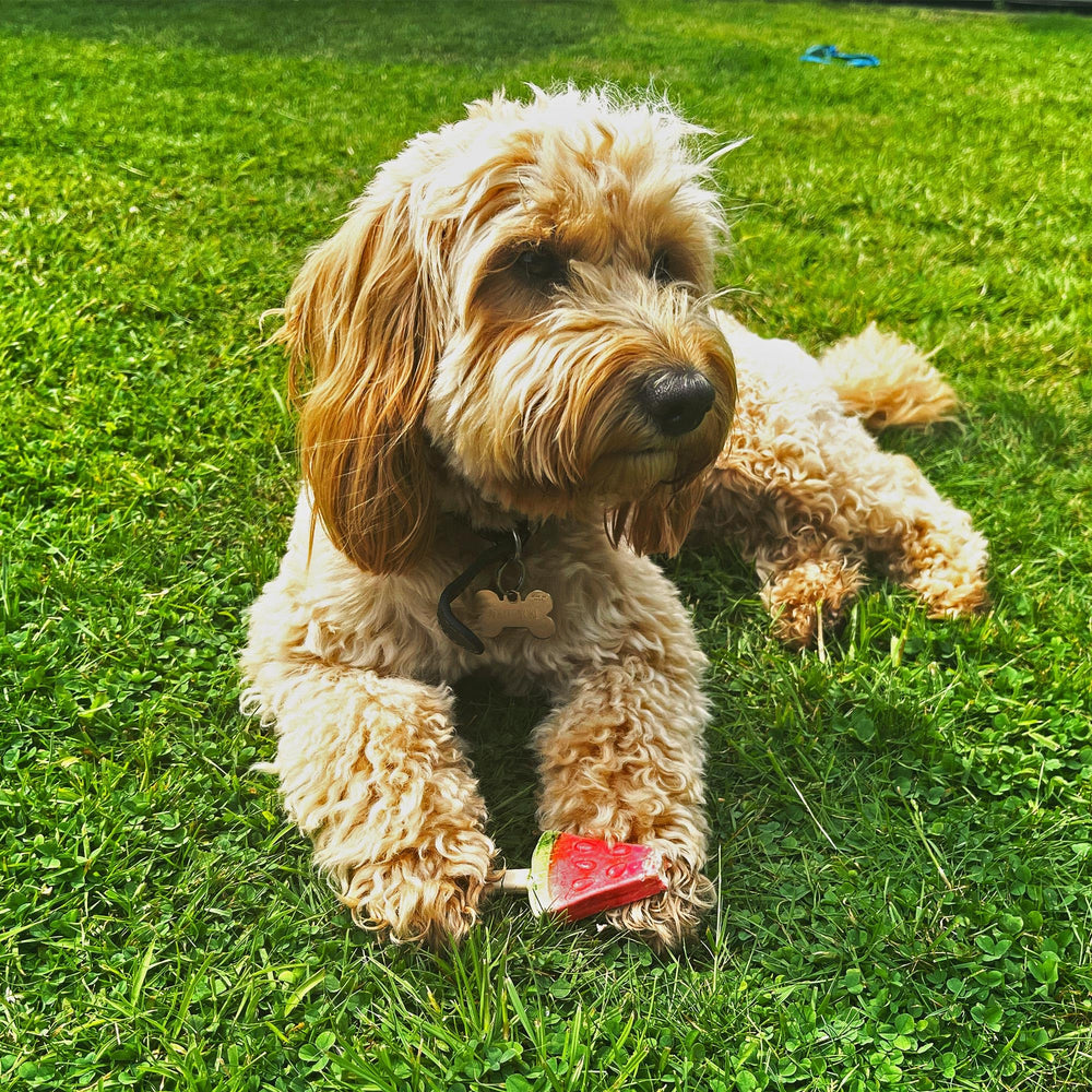 SPOT Pup Ice pollo y almidón vegetal, soporte digestivo y salud dental