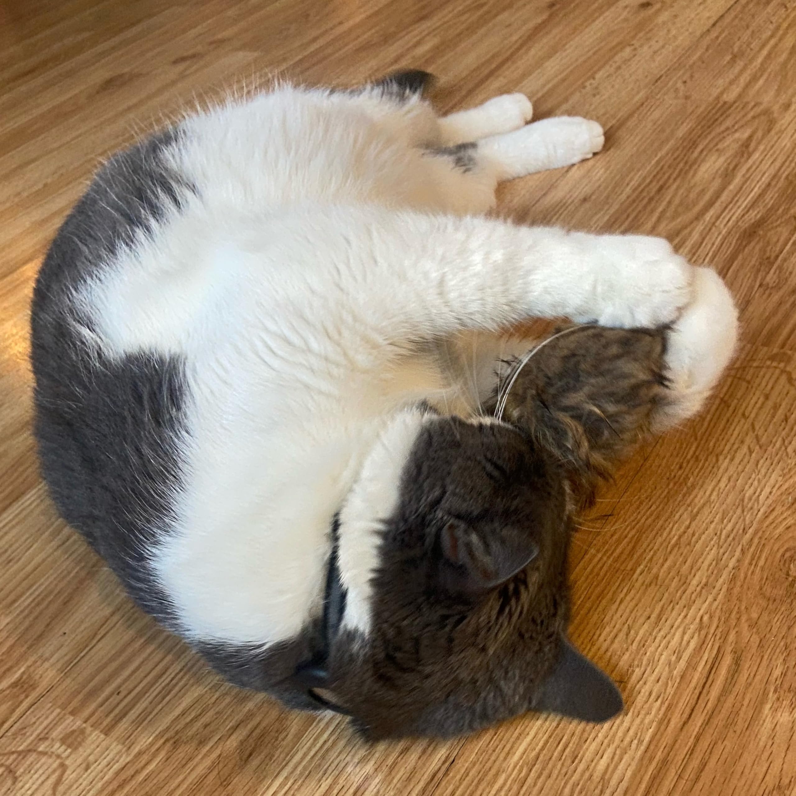 SPOT ratón seguro para gatos de todas las edades.