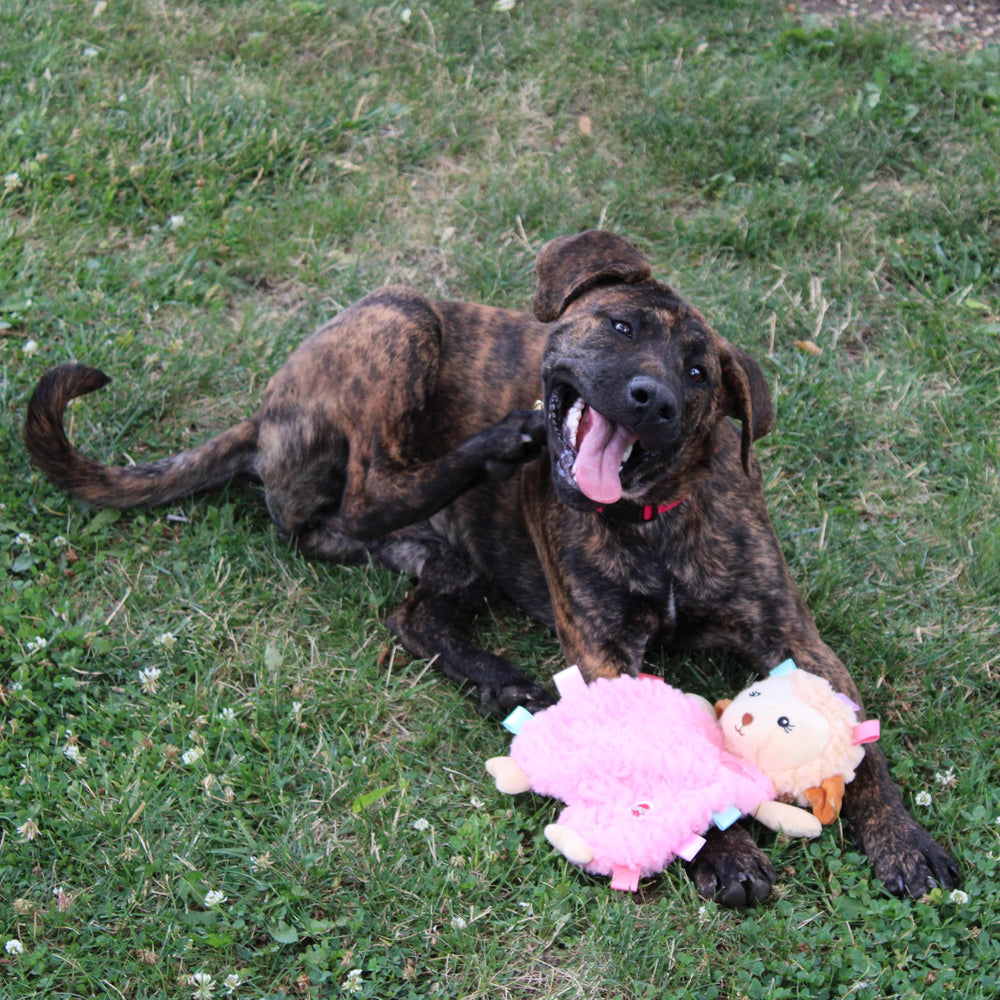 SPOT Soothers Tabbie Lambie, juguete suave para dormir y relajar al perro.