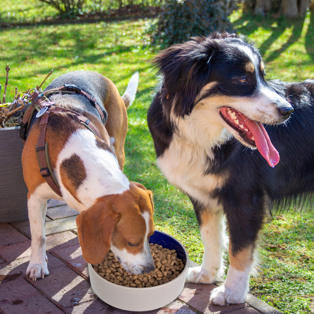 SPOT tazón tamaño para perros grandes, ideal para varias mascotas.