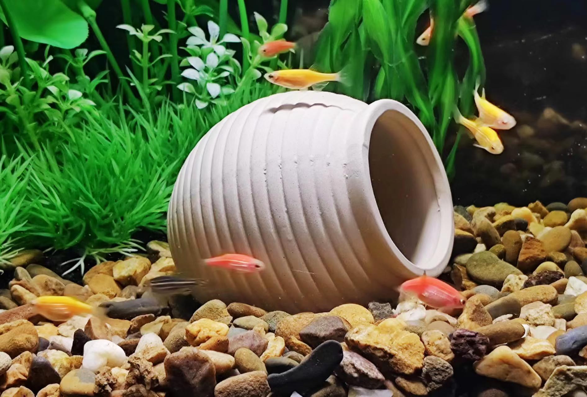 SpringSmart escondite cerámico Betta, ofrece descanso seguro y escondite cómodo.