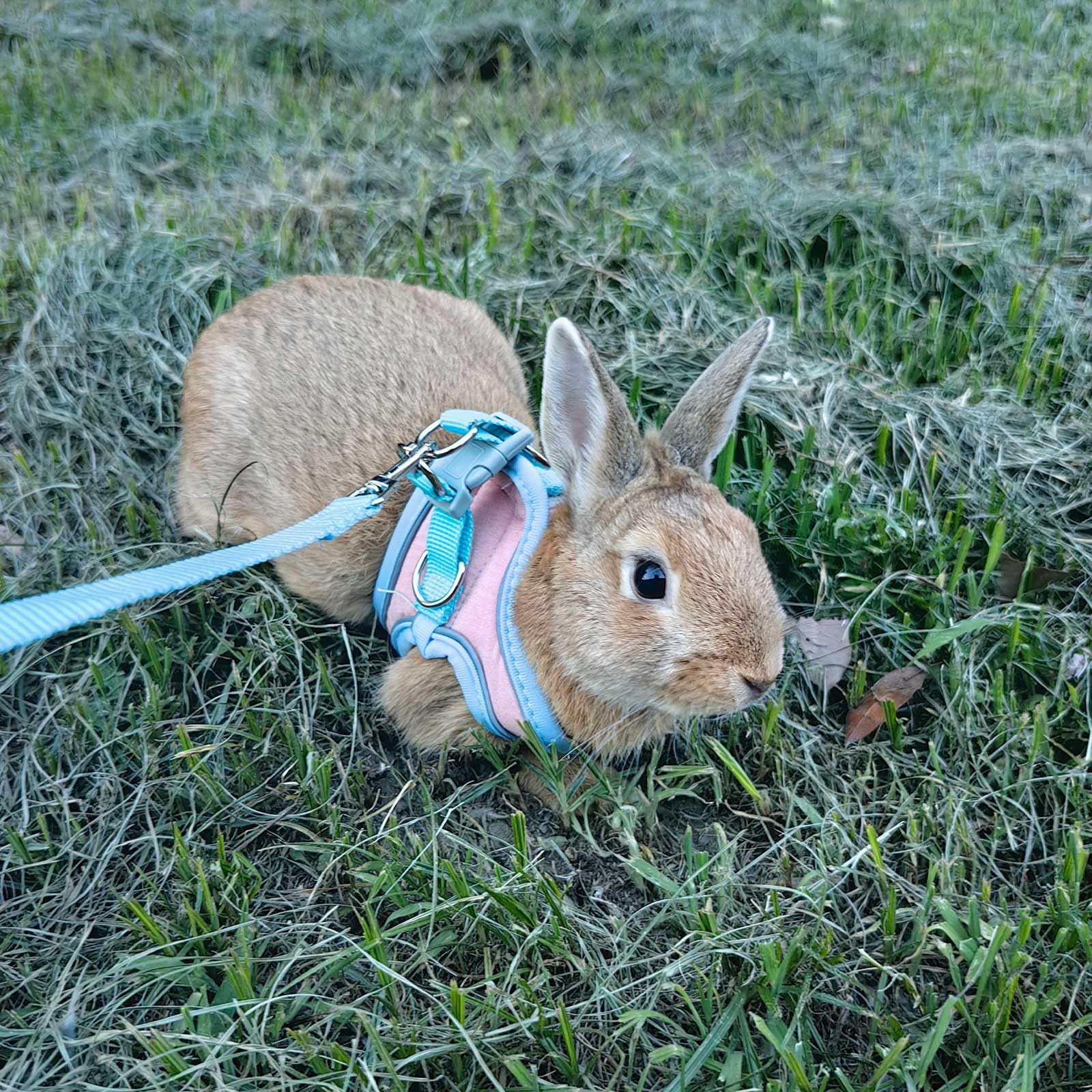 SQUSIMEI arnés mascotas pequeñas varias especies para paseos