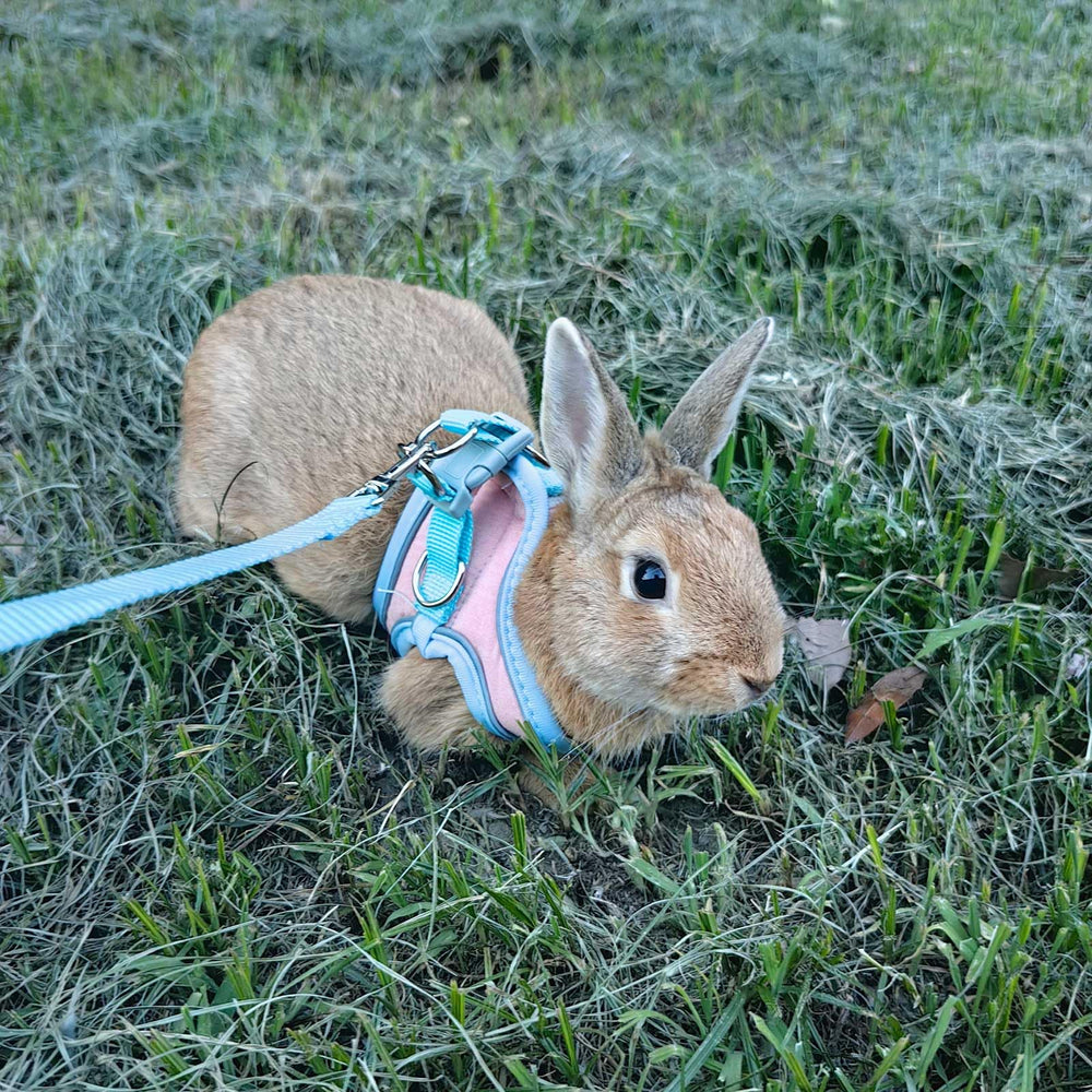 SQUSIMEI arnés mascotas pequeñas varias especies para paseos