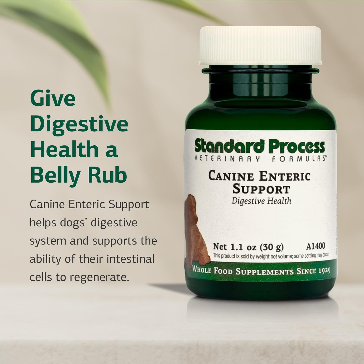 Standard Process Canine Enteric Support promueve regeneración celular intestinal para una función digestiva estable