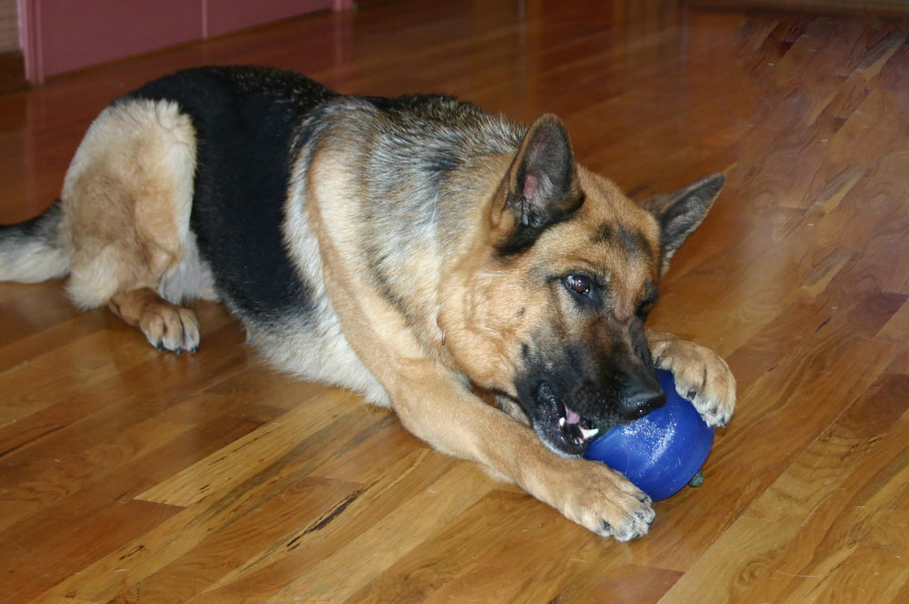 Starmark Everlasting Treat Ball grande, juego por horas para perros enérgicos.