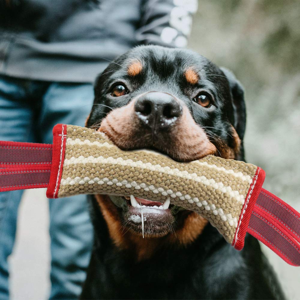 Storystore Juguete para Perros Pequeños y Medianos: perfecto para entrenamiento.