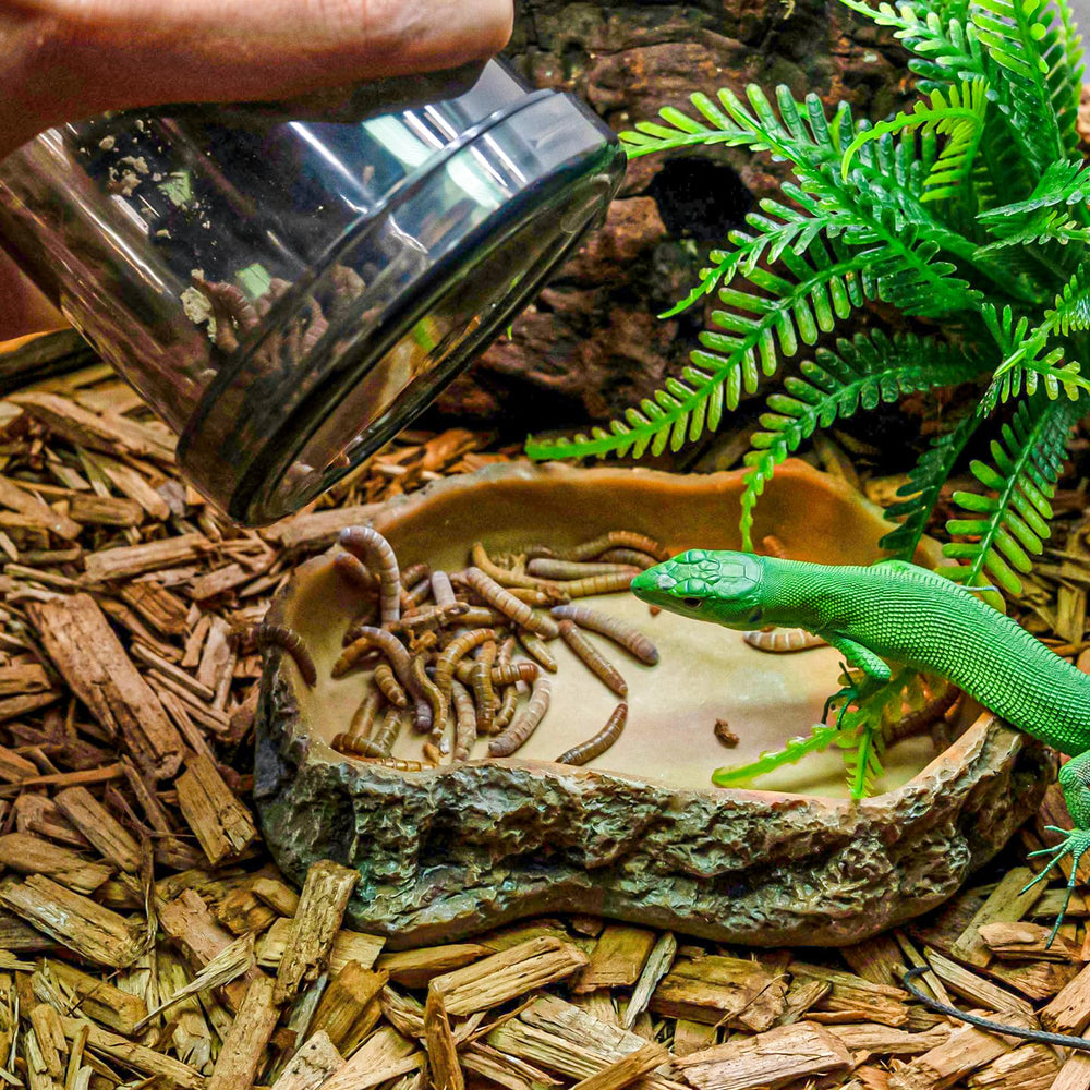 SUKEOPET para-exteriores: ideal para paseos con reptiles.