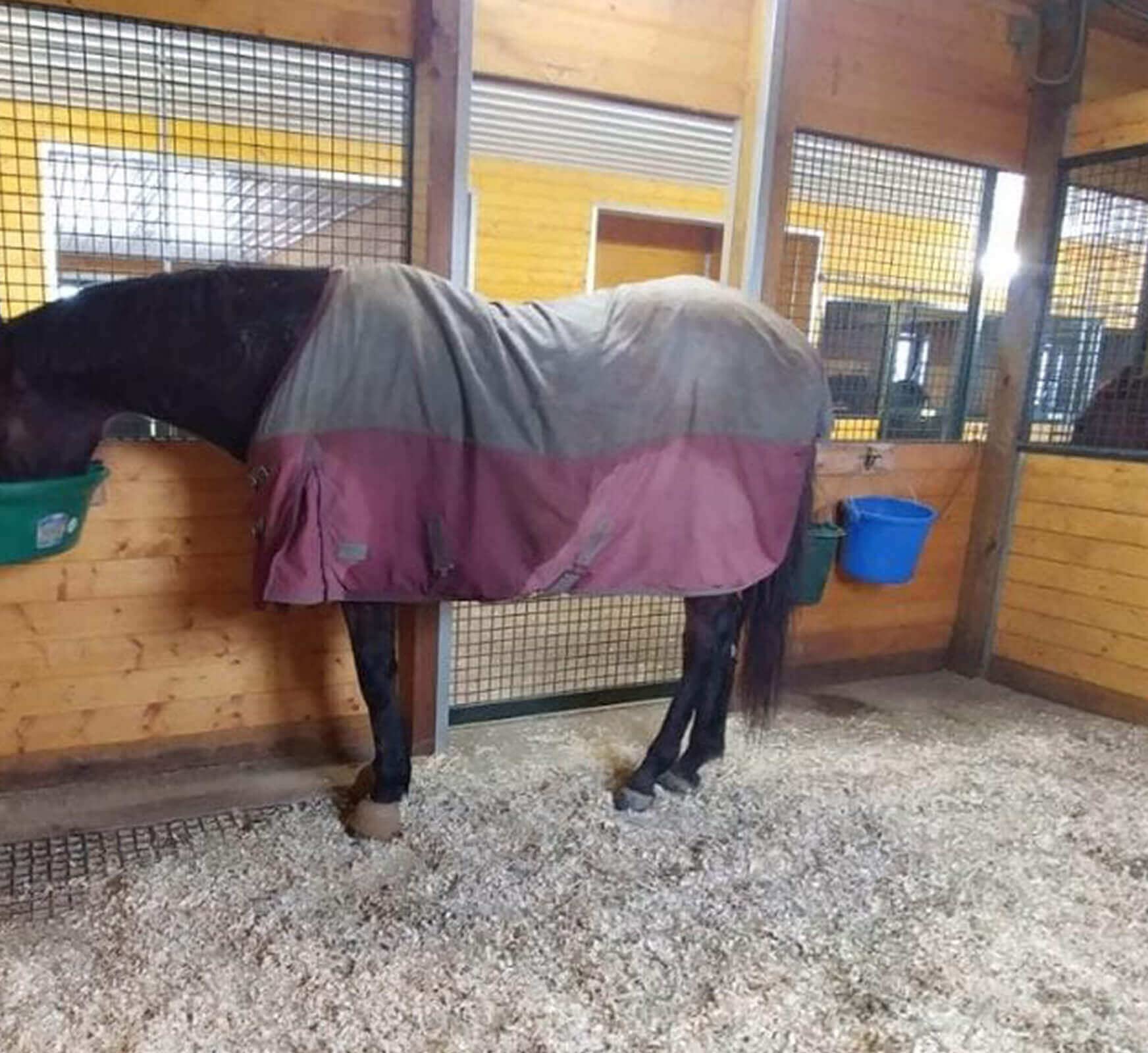 Sukeyme dos ganchos de acero resistentes para caballo