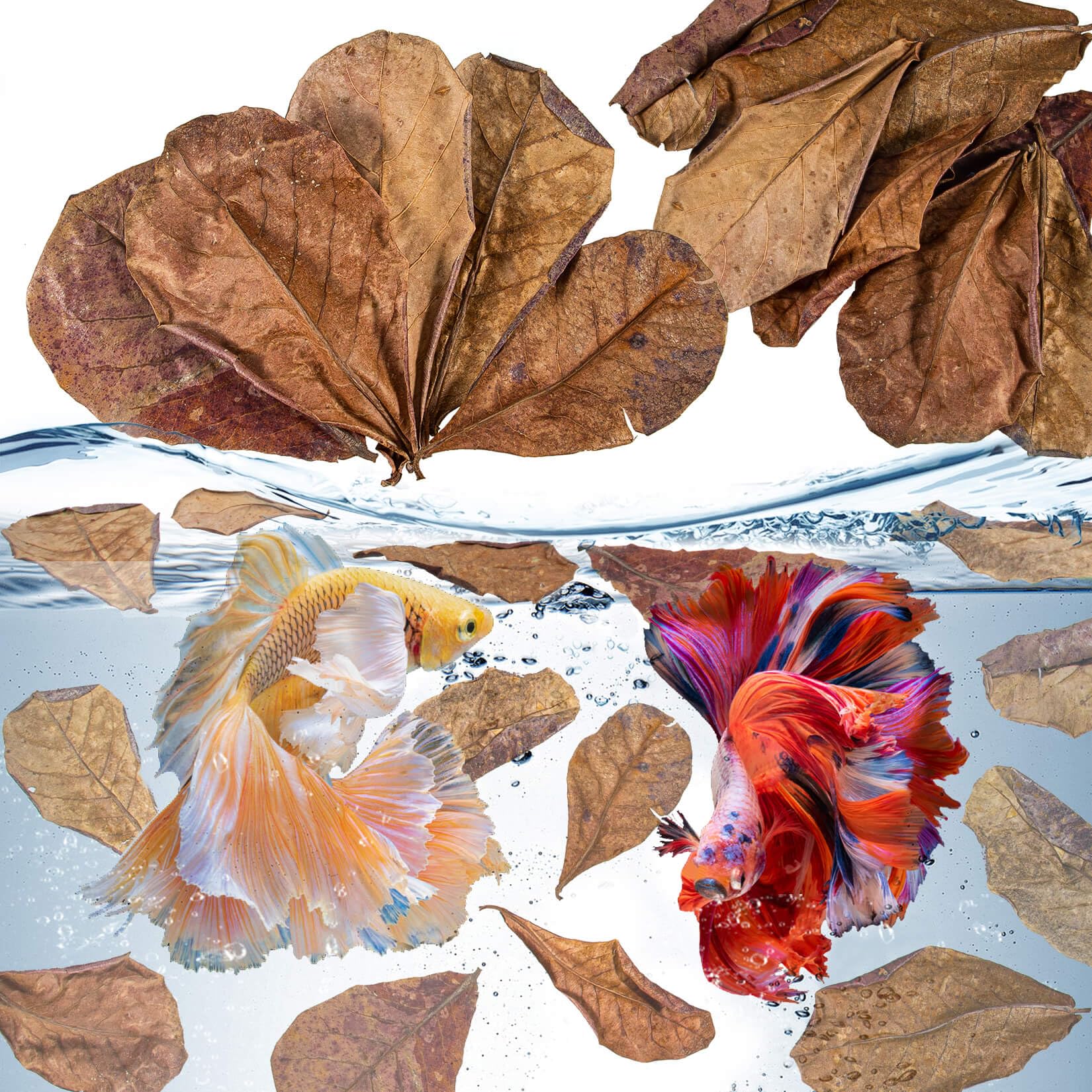 Hojas de Sukh para betta, paquete de 30 hojas naturales para acuario.